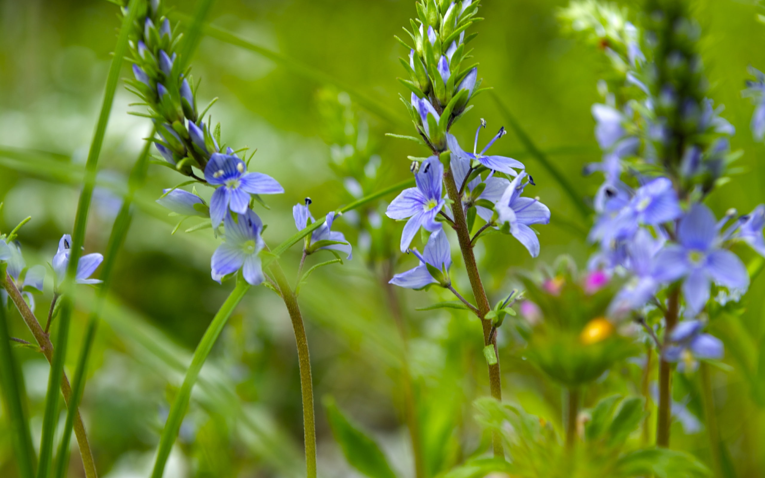 hd, vodorez, wildflowers, artem, 2K, flower, nature, home, wildflower, village, HD Wallpaper