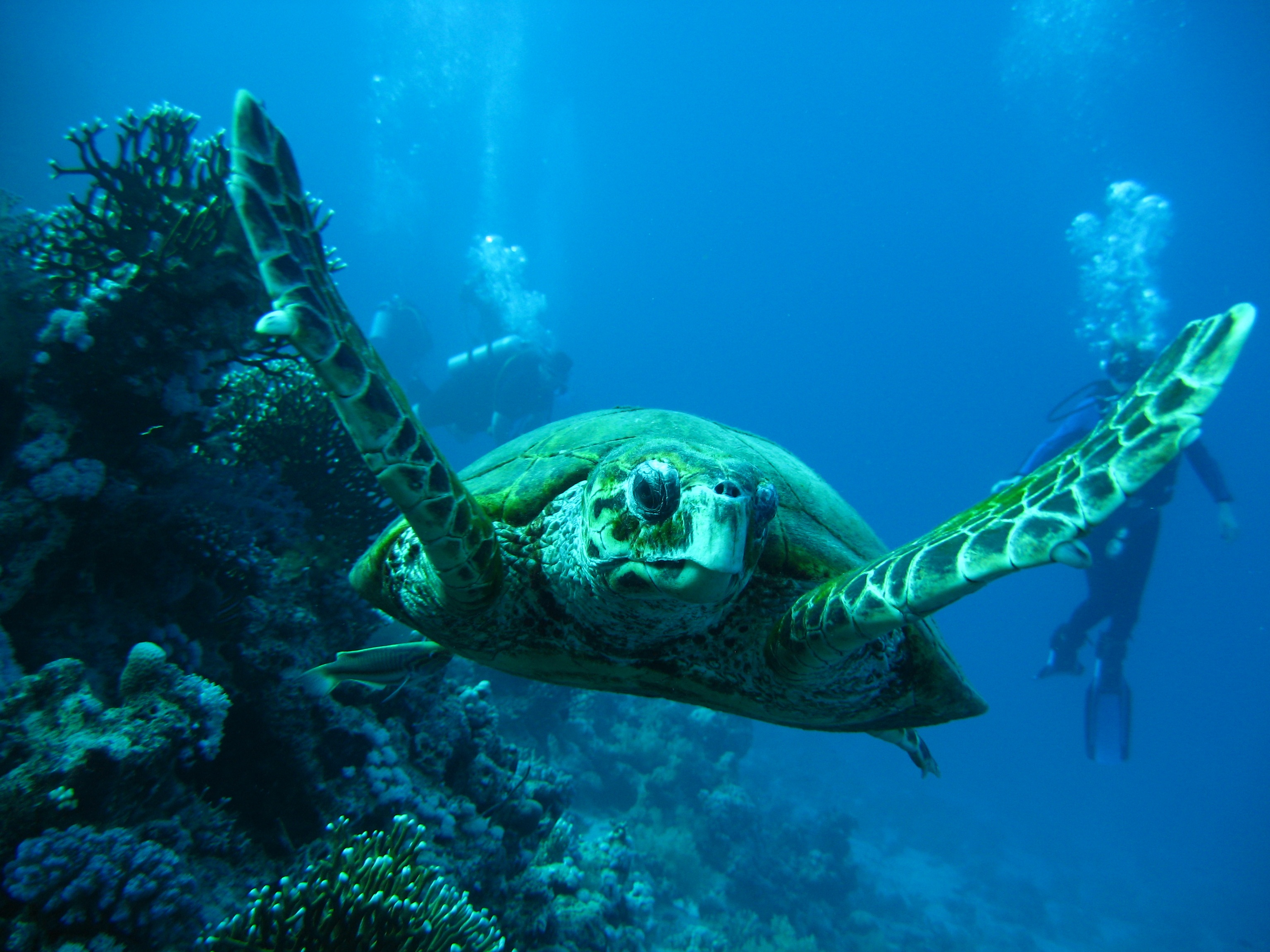 pool, reef, wildlife, octopus, reptile, vertebrate, undersea, blue, immersion, animal wildlife, one animal, marine, turtle, photo, smolensk, underwater, HD Wallpaper
