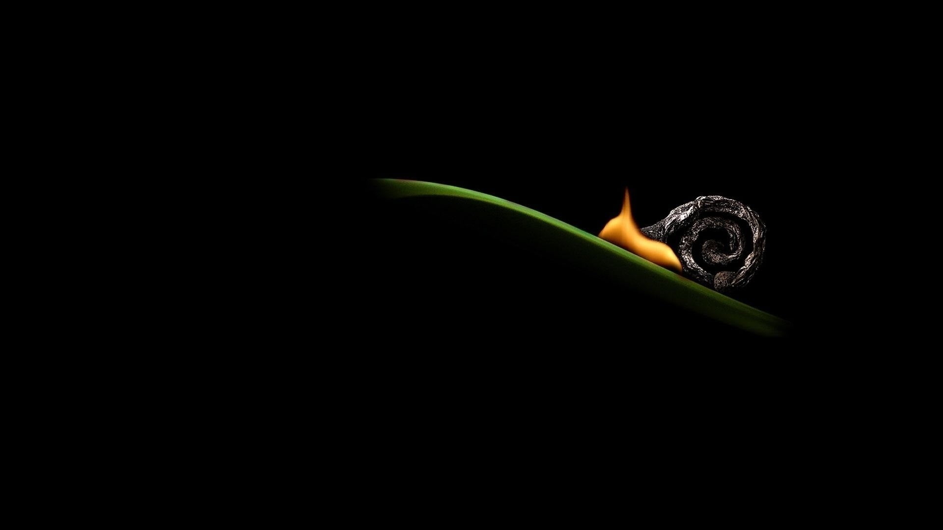 creativity, artwork, animal, animals in the wild, flower, studio shot, black background, snail, animal wildlife, indoors, freshness, no people, animal themes, HD Wallpaper