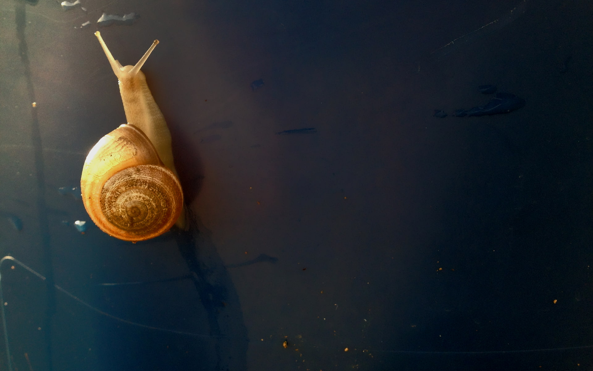 animals, snail, 1080P, gold, simple background, HD Wallpaper