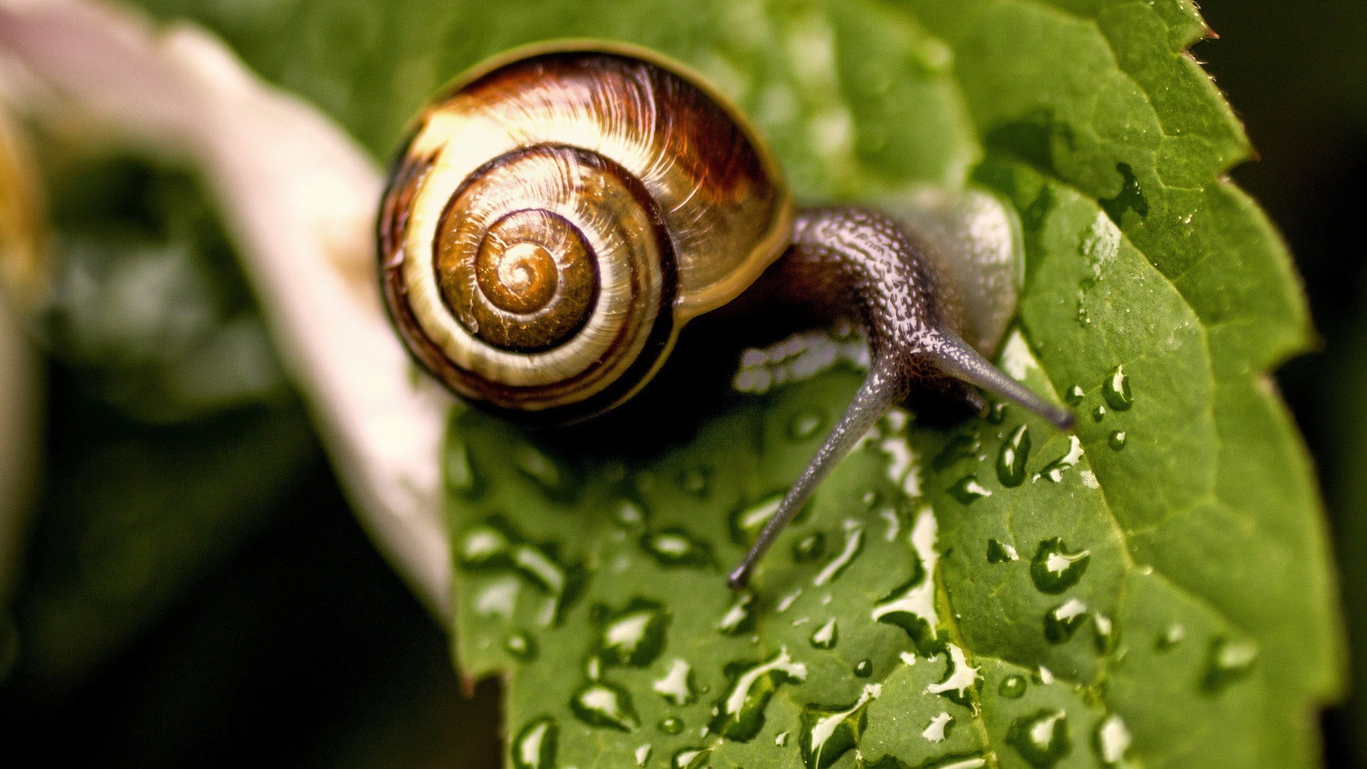 1080P, nature, animal shell, rainforest, leaf, gastropod, close-up, mollusk, day, outdoors, plant part, green color, no people, animal wildlife, animals in the wild, HD Wallpaper