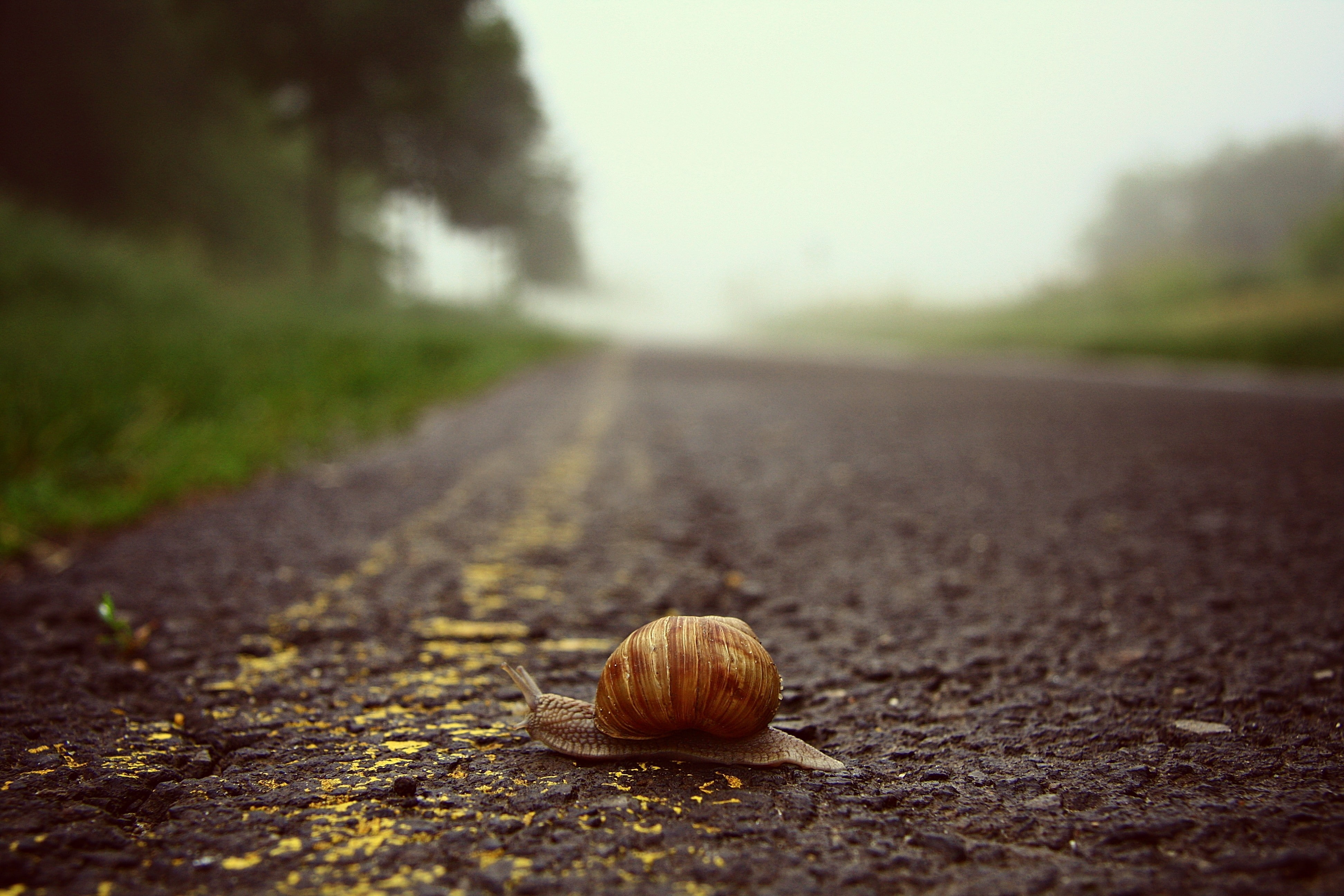 animals, the way forward, invertebrate, selective focus, no people, surface level, close-up, tree, snail, animal wildlife, macro, shell, 4K, nature, animal shell, HD Wallpaper
