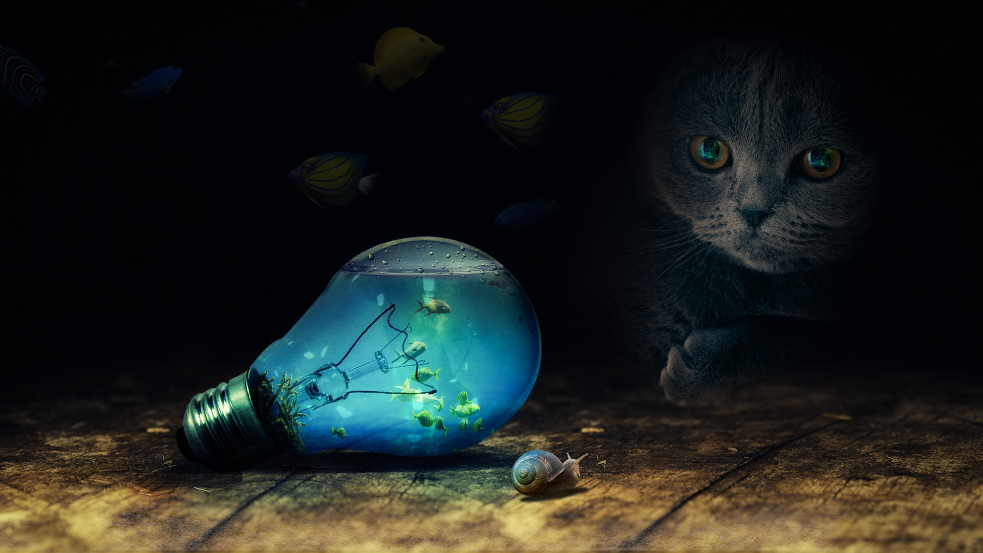 animals, one animal, cat, digital composite, domestic cat, mammal, 1080P, studio shot, domestic, feline, wood - material, fish, close-up, animal, vertebrate, HD Wallpaper