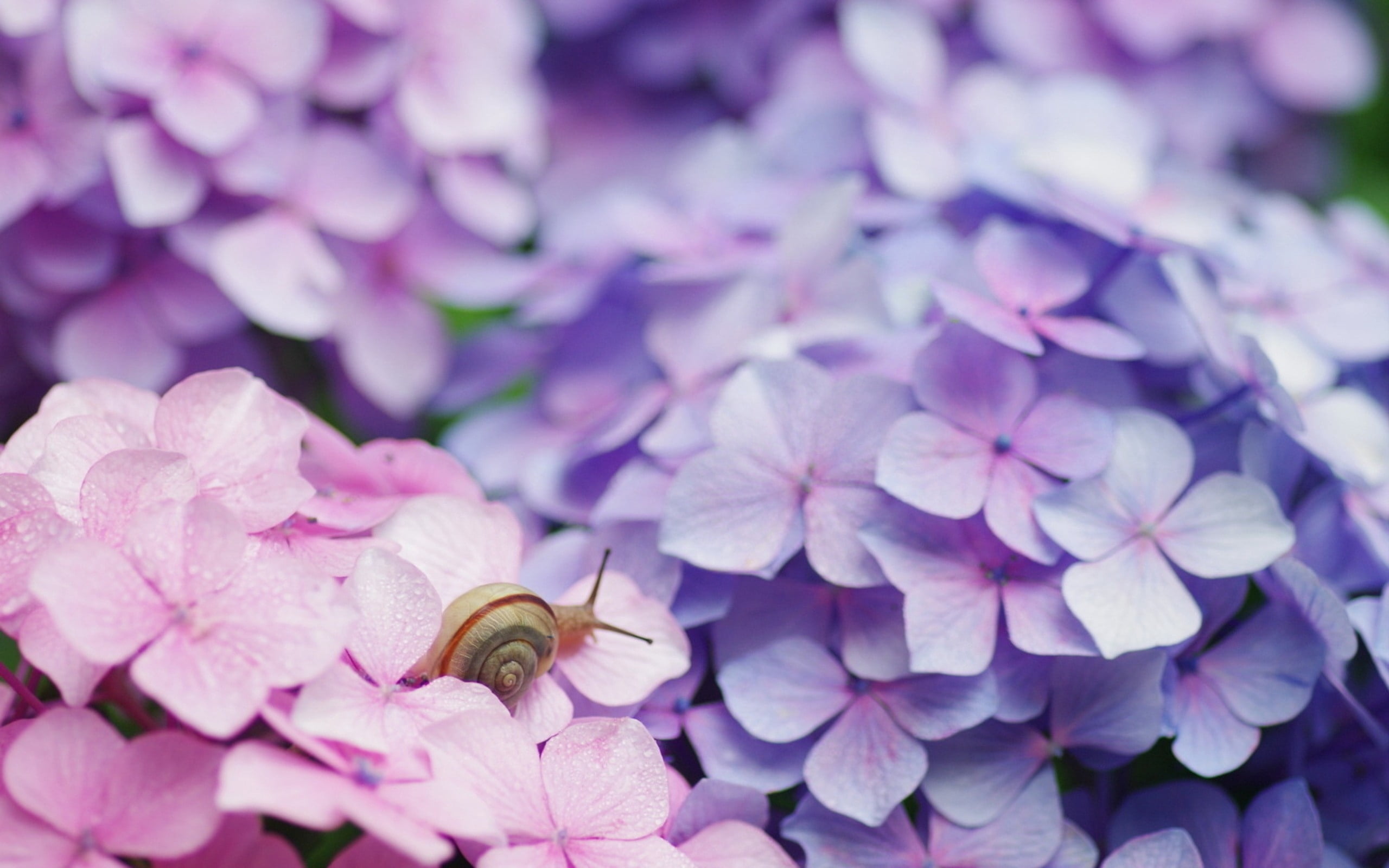 freshness, 2K, pink, flowers, petal, pollination, plant, invertebrate, animals in the wild, hydrangea, animal, snail, shell, day, fragility, purple, outdoors, HD Wallpaper