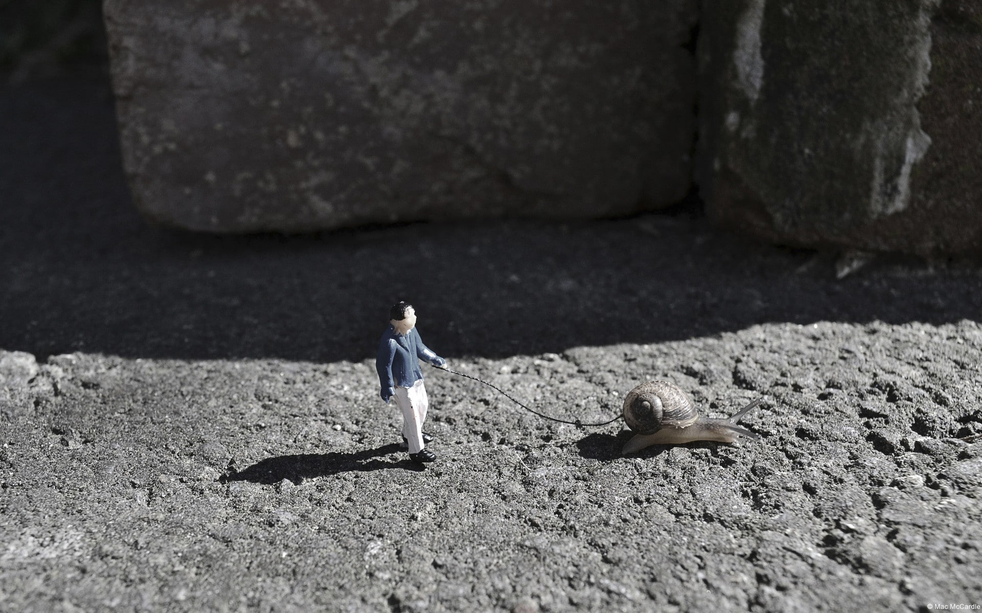 snail, miniatures, landscape, animals, 1080P, nature, HD Wallpaper