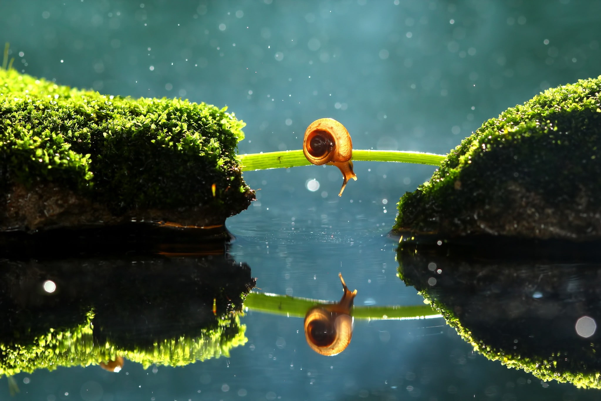 no people, lake, day, macro, animal wildlife, one animal, motion, animals in the wild, floating on water, moss, beauty in nature, waterfront, nature, insect, HD Wallpaper