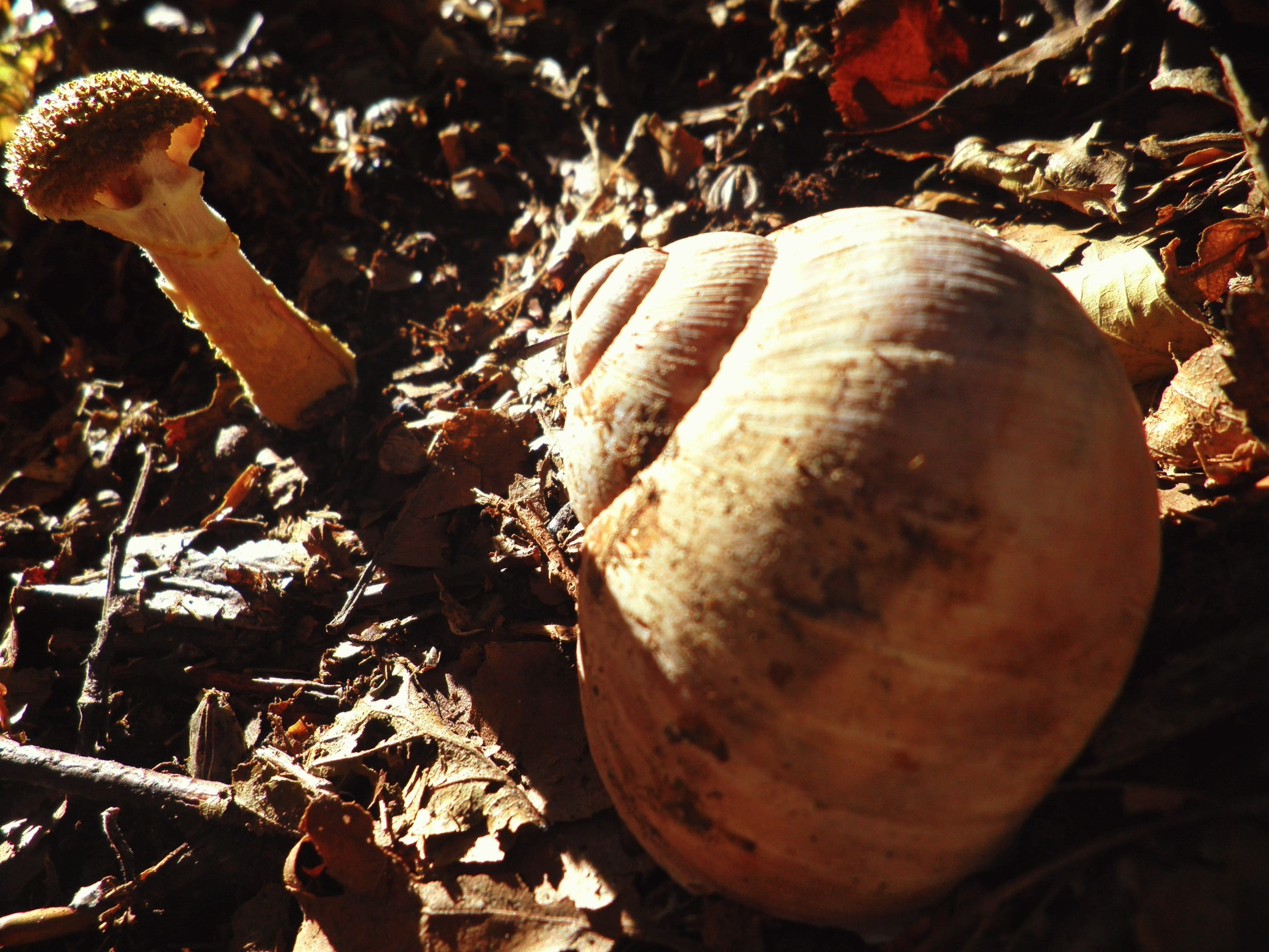 1080P, snail, HD Wallpaper
