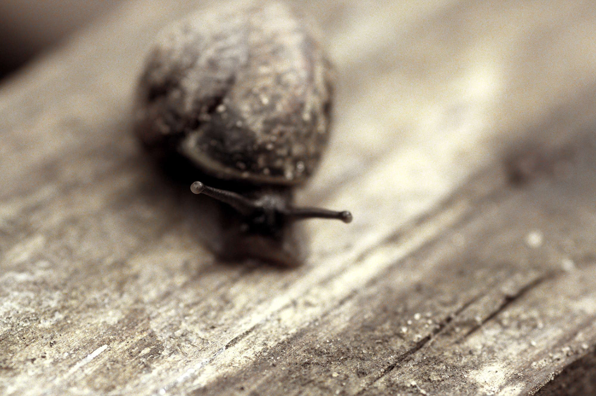snail, 1080P, HD Wallpaper