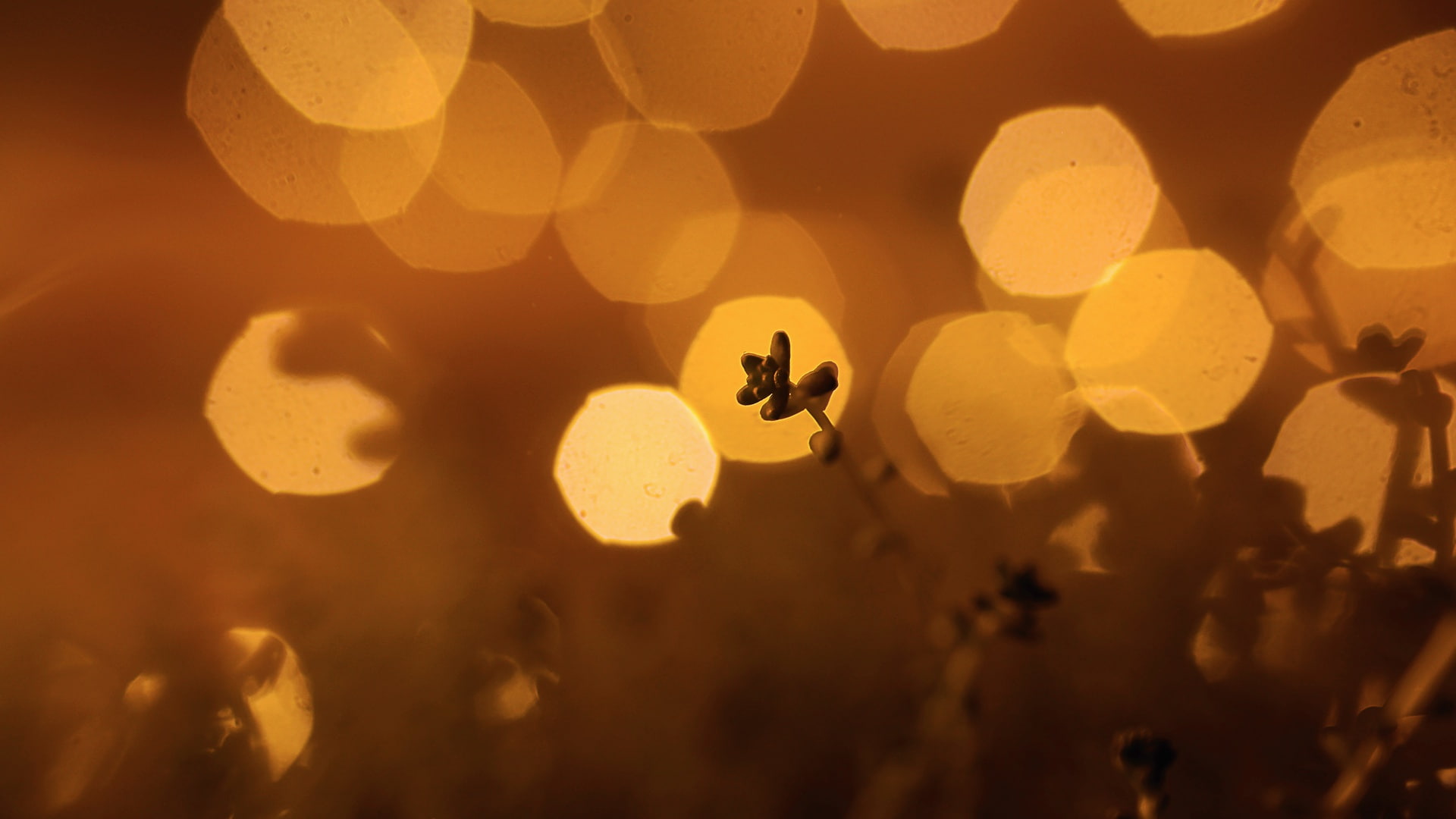 warm, lights, 1080P, bokeh, nature, macro, closeup, HD Wallpaper