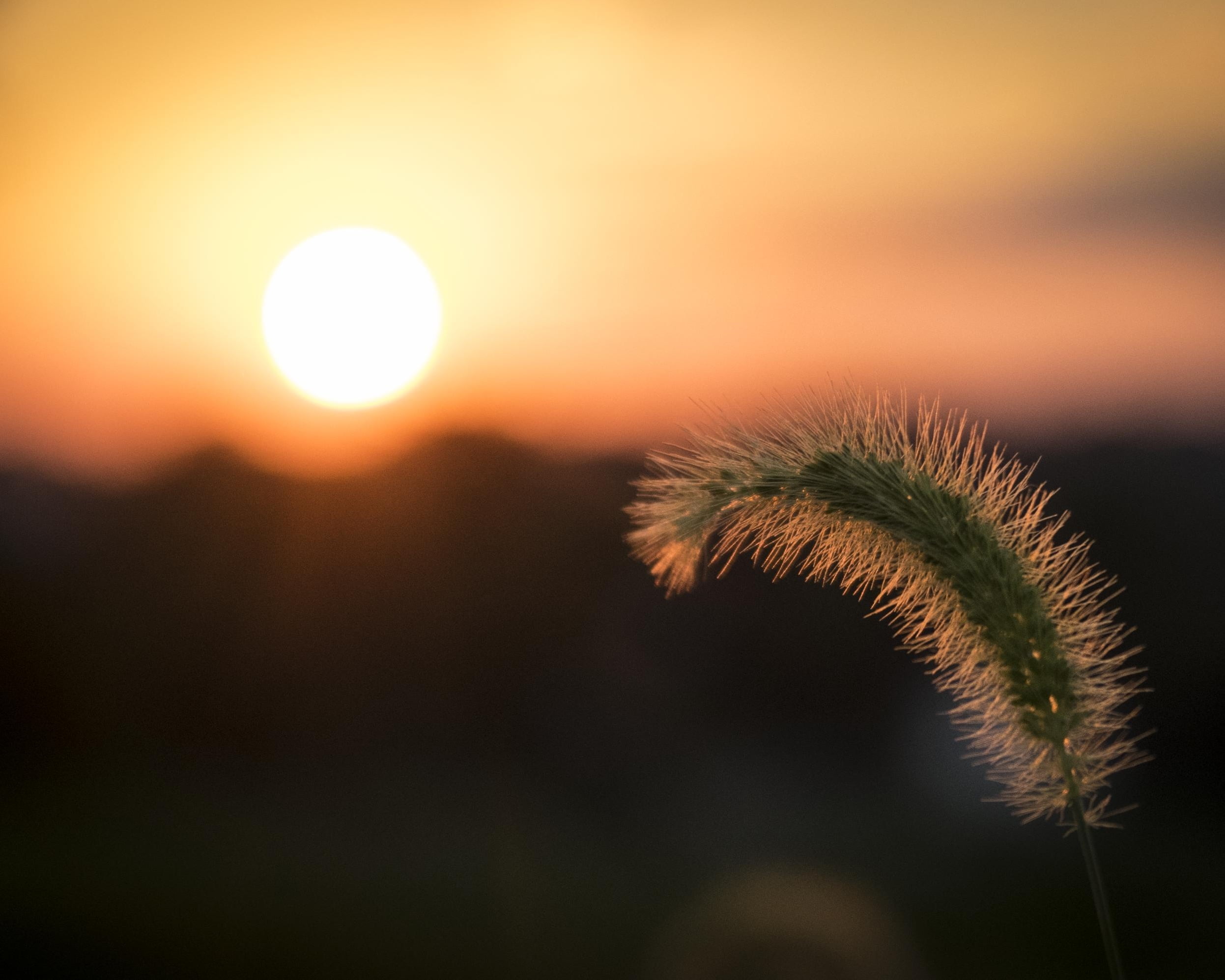 golden sun, sunset, atmosphere, light, 1080P, focus, bokeh, dof, background, plant, nature, outdoors, sky, mood, outdoor, cat tail, Morning, depth, field, HD Wallpaper