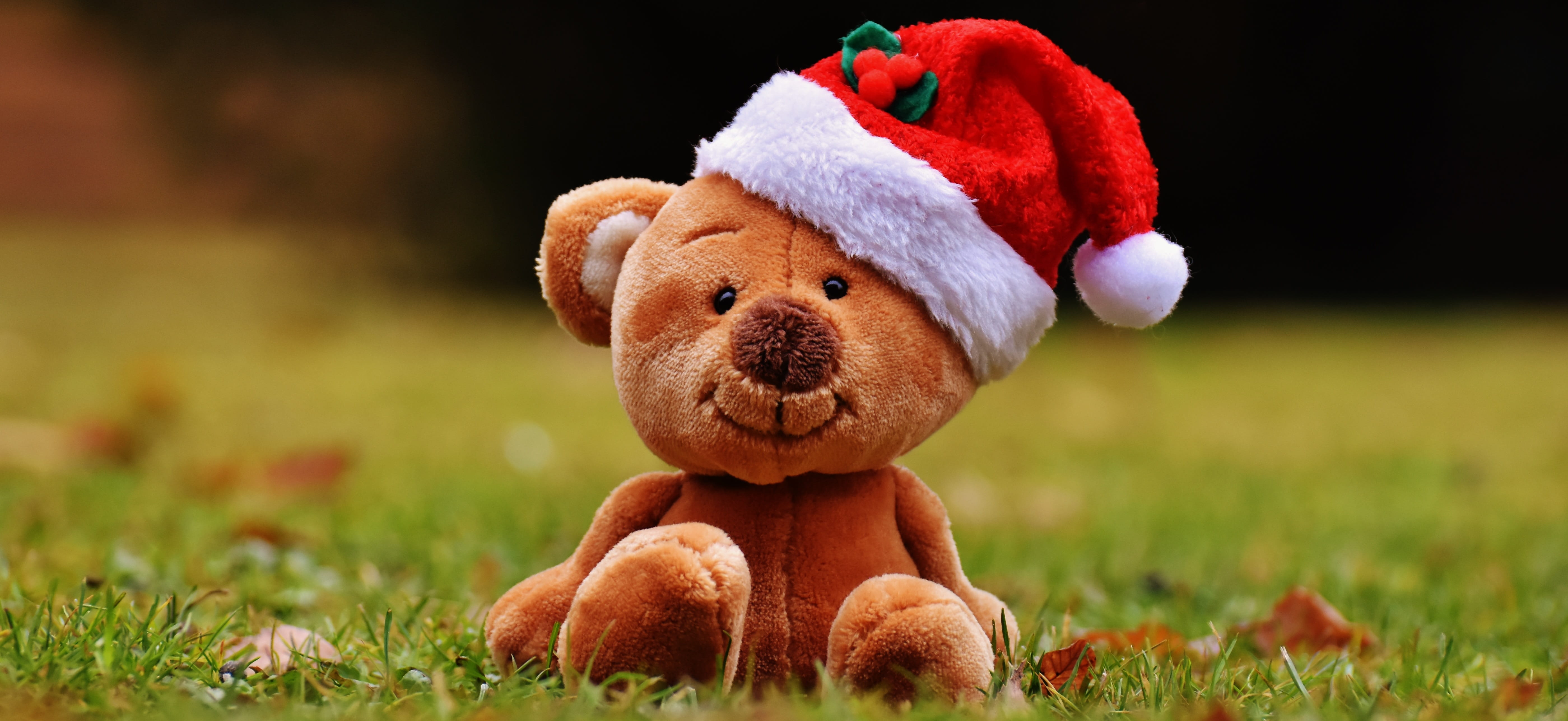 cute, mammal, gift, close-up, holiday, animal themes, 5K, plant, softness, Christmas, animal representation, celebration, small, teddy, animal, stuffed toy, HD Wallpaper