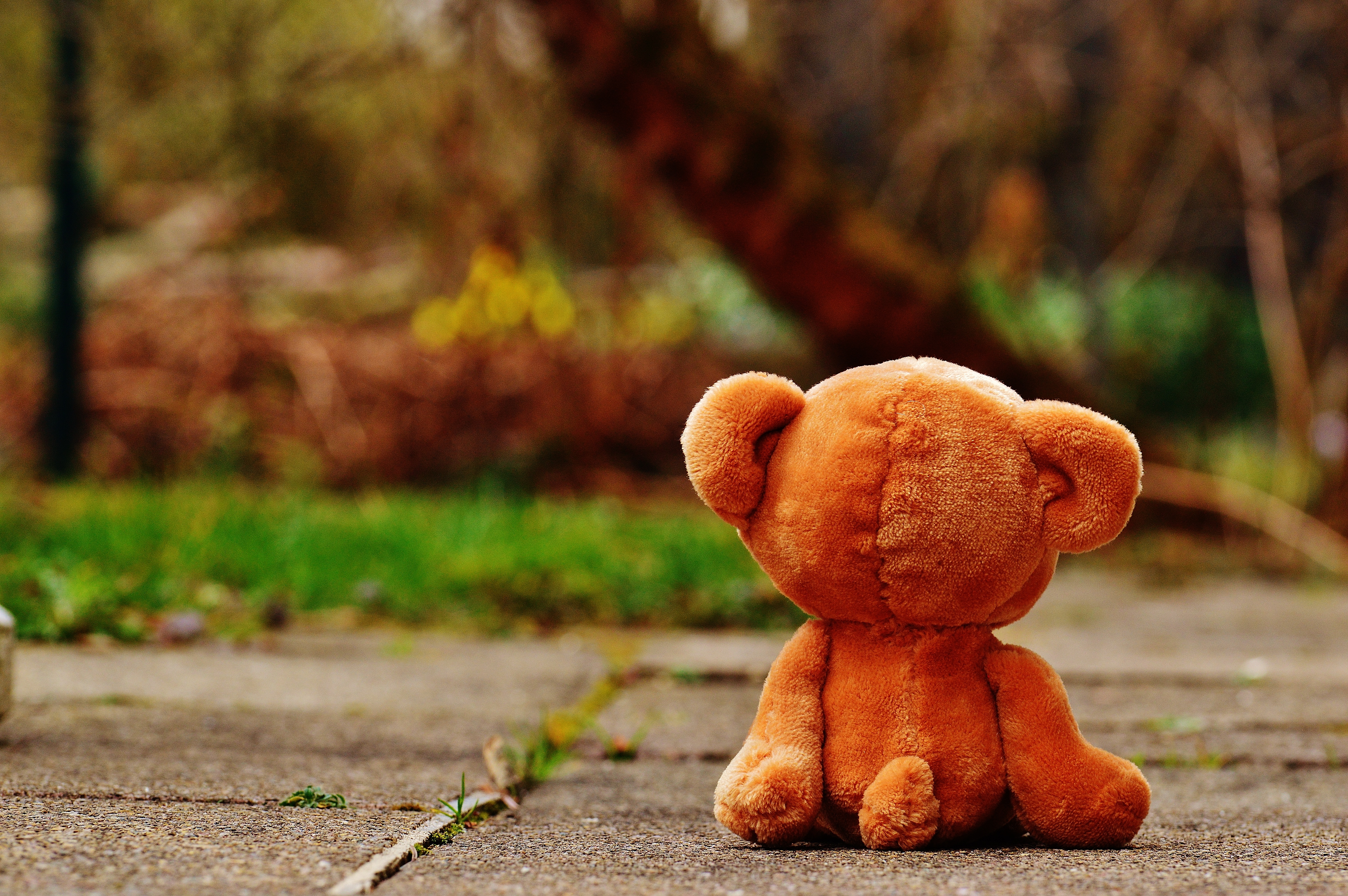 love, day, toys, leaf, 5K, outdoors, miss, brown bear, teddy bear, food, food and drink, stuffed animal, plush, representation, vegetable, growth, shallow, HD Wallpaper