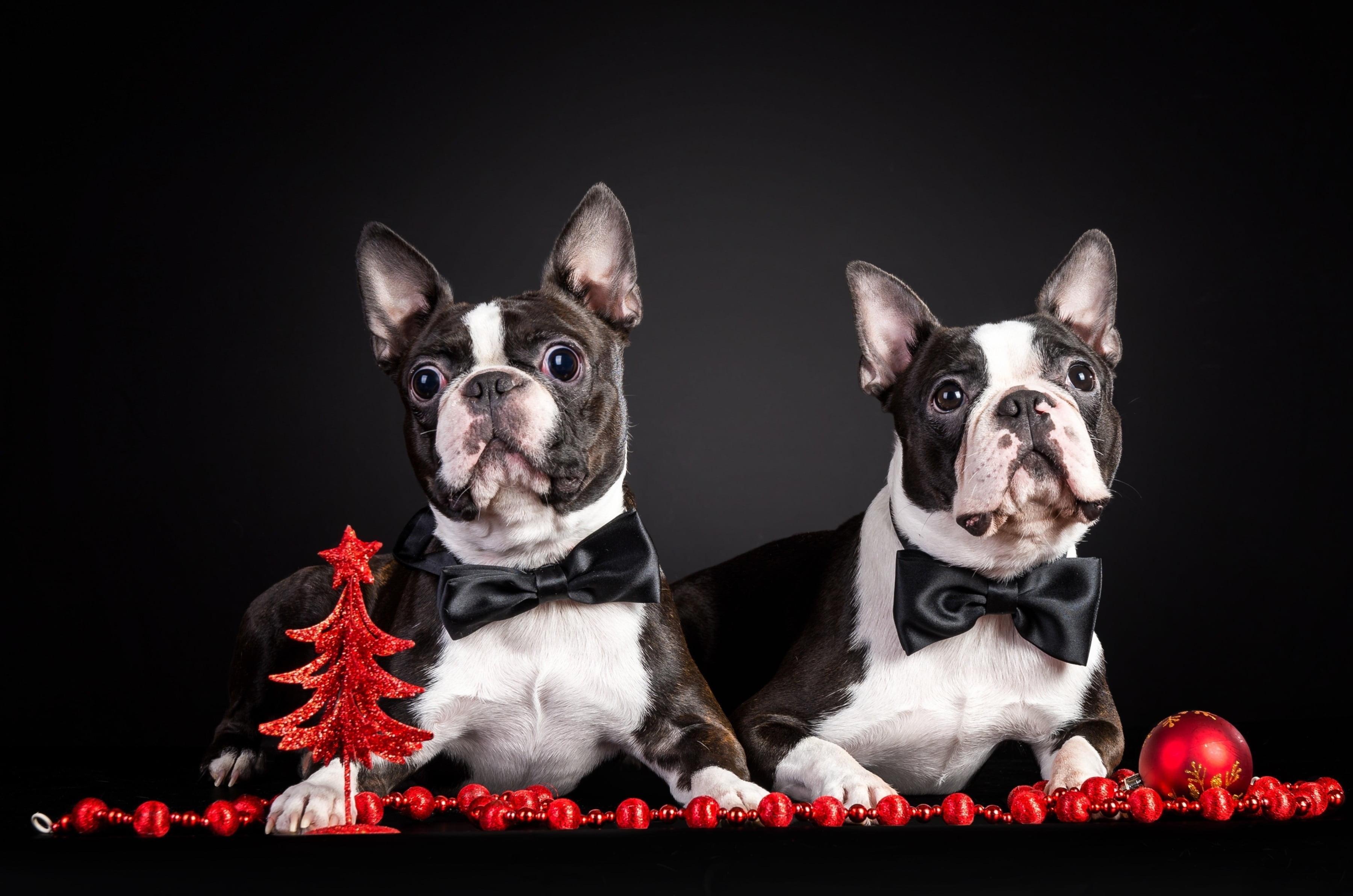 terrier, one animal, small, white, animal, black Color, red, outfit, christmas, black background, no people, fun, dog, cute, canine, 2K, black, vertebrate, HD Wallpaper