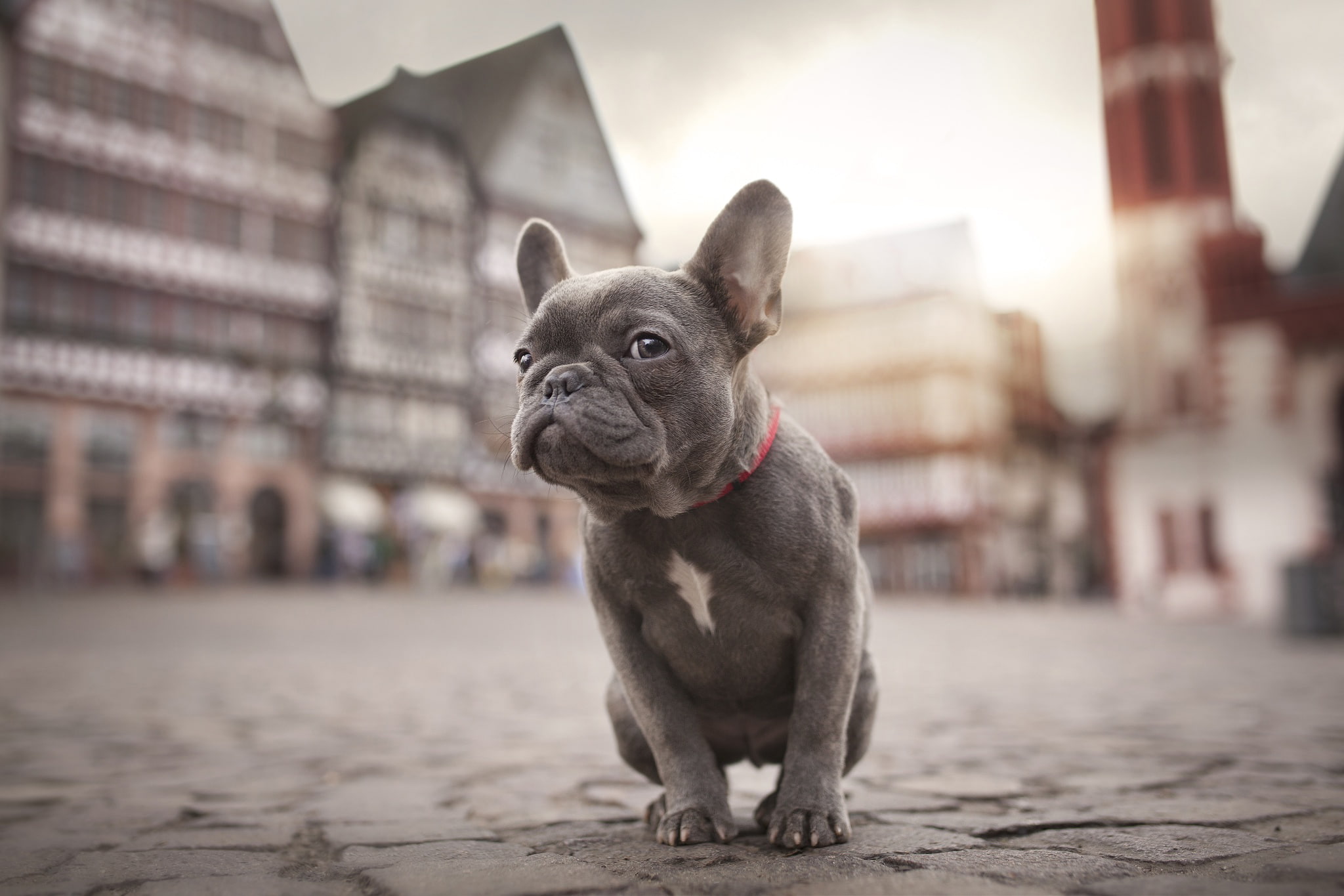 domestic Animals, built structure, purebred Dog, looking, puppy, street, domestic, mammal, french Bulldog, small, friendship, bulldog, one Animal, canine, HD Wallpaper