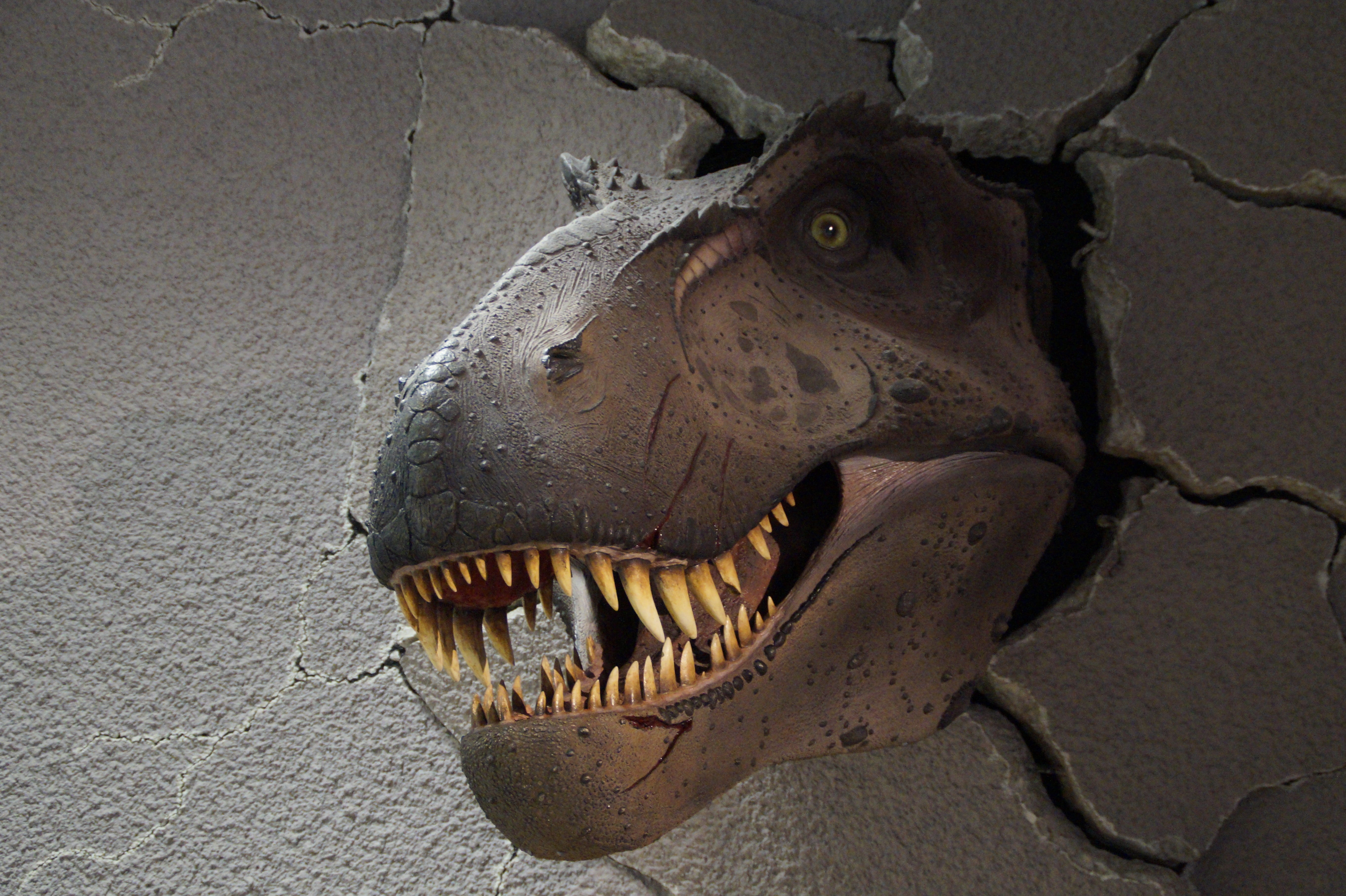 risk, creepy, reptile, museum, warning sign, through the wall, carnivorous dinosaurs, giant lizard, portrait, animal head, nature, animal mouth, prehistoric times, HD Wallpaper