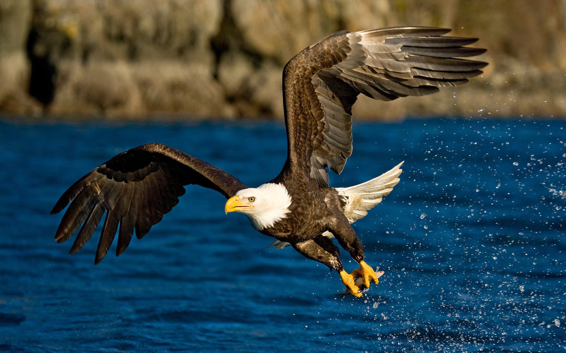 freedom, eagle - Bird, animal, flying, flight, animal wildlife, power, wildlife, spread wings, 1080P, beauty In Nature, day, blue, feather, water, spray, HD Wallpaper