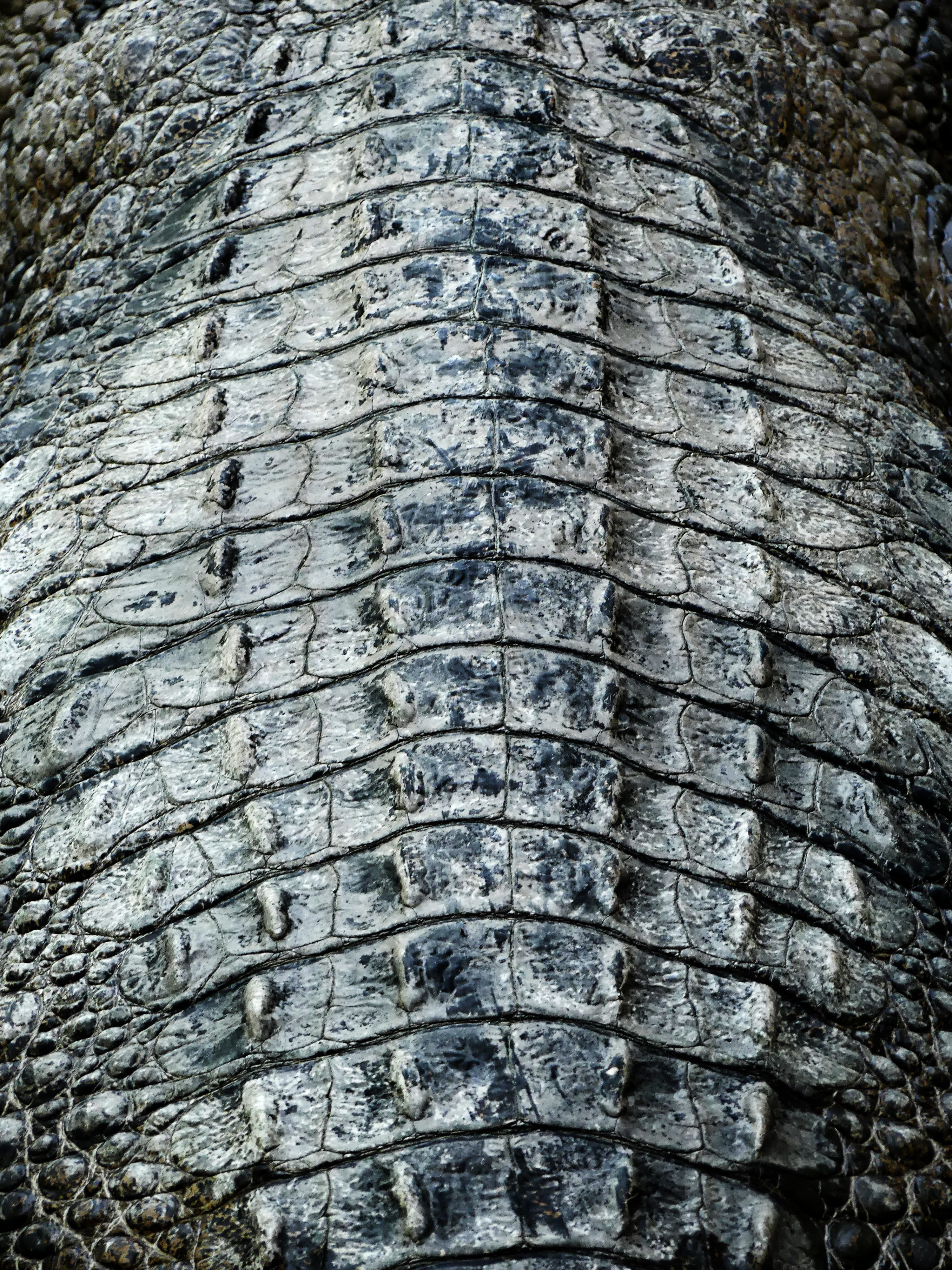 outdoors, animal scale, textured, animal, lizard, water, dragon skin, fish, alligator skin, crocodile skin, close-up, scale, caimans, dandruff comb, tire, Phone HD Wallpaper