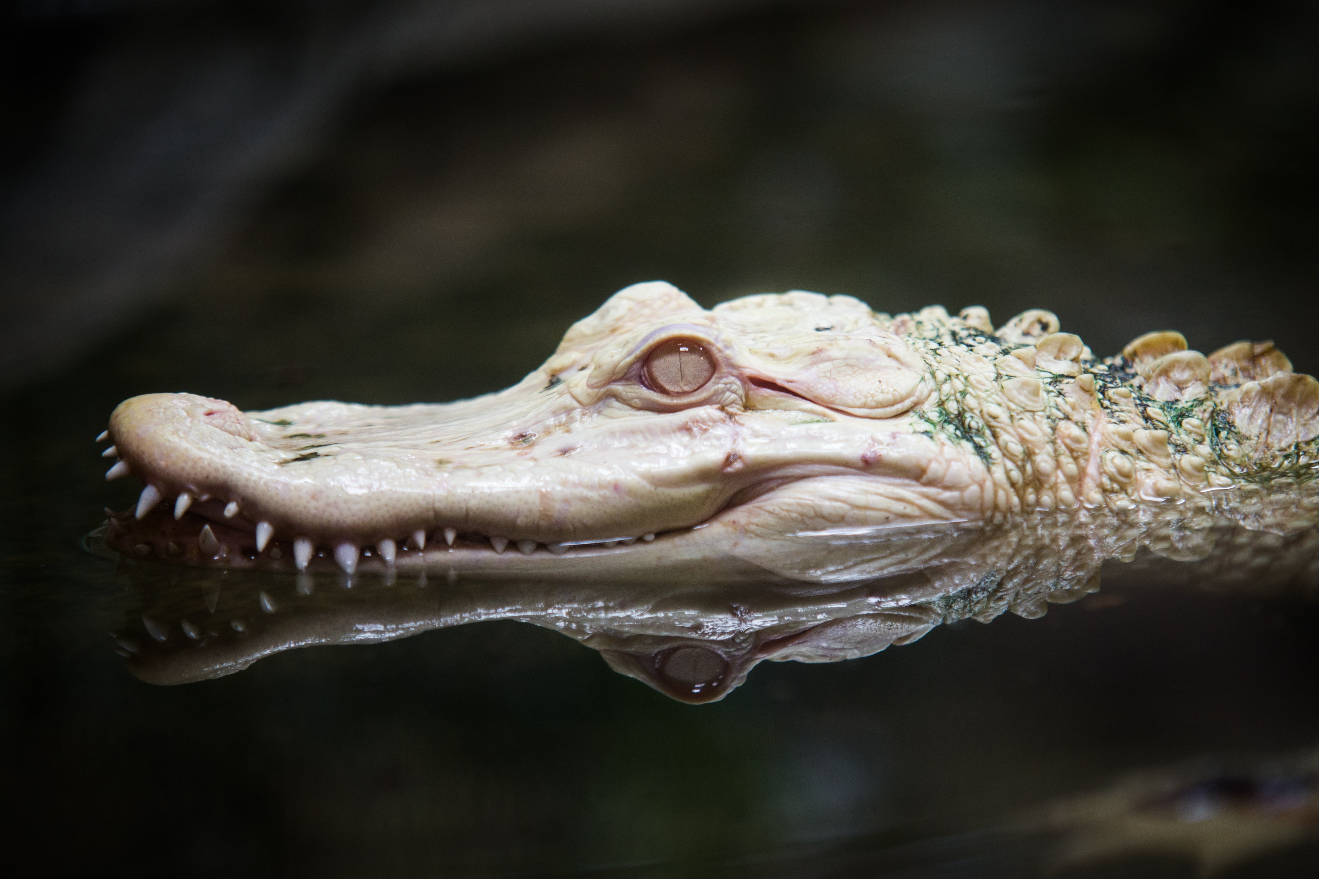animal body part, reptile, animal mouth, animal teeth, albino, underwater, no people, one animal, predator, zoo, vertebrate, water, wildlife, animals in the wild, HD Wallpaper