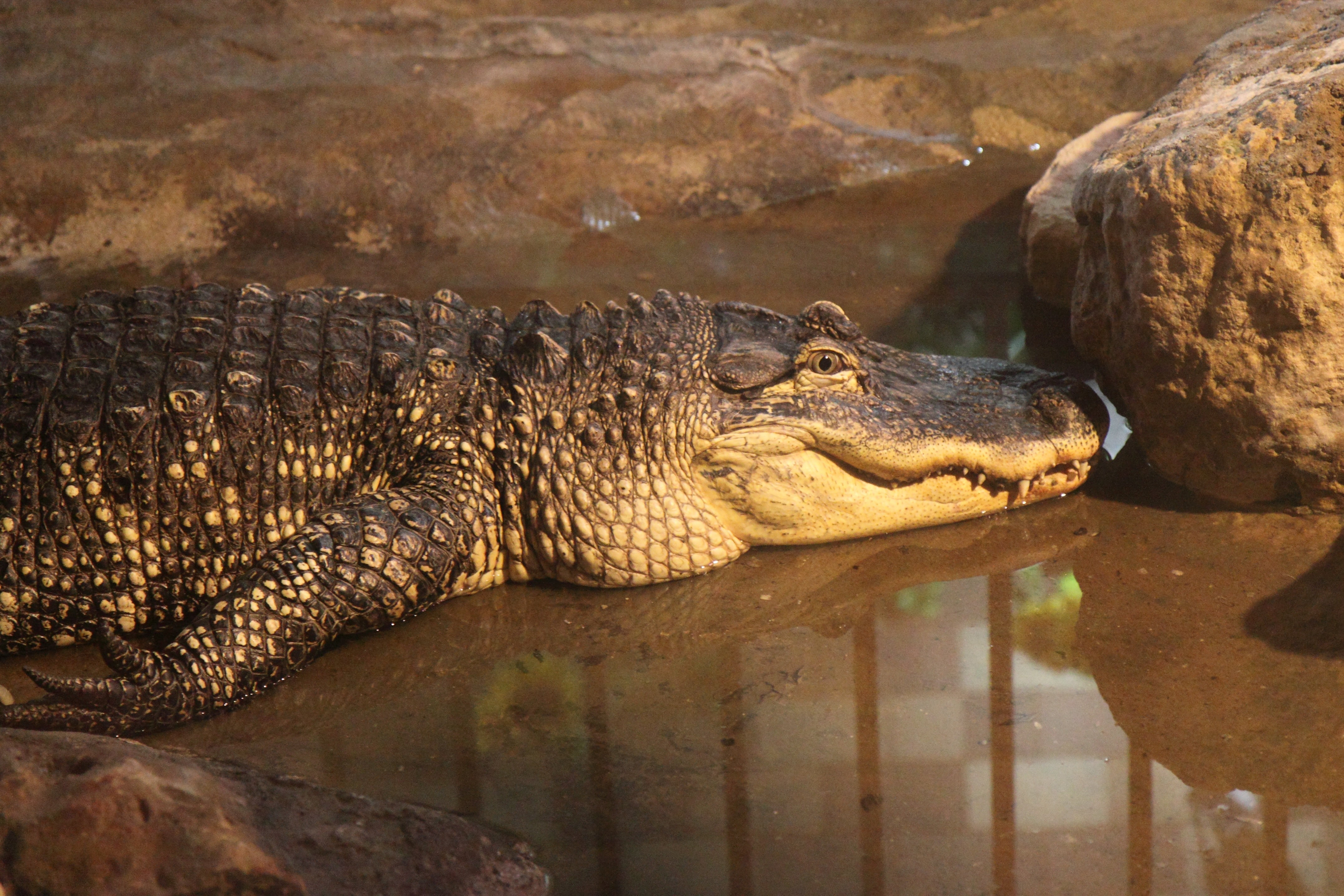 reptile, relaxation, solid, vertebrate, zoo, day, reflection, one animal, outdoors, no people, carnivore, wild, animal themes, animals In The Wild, side view, HD Wallpaper