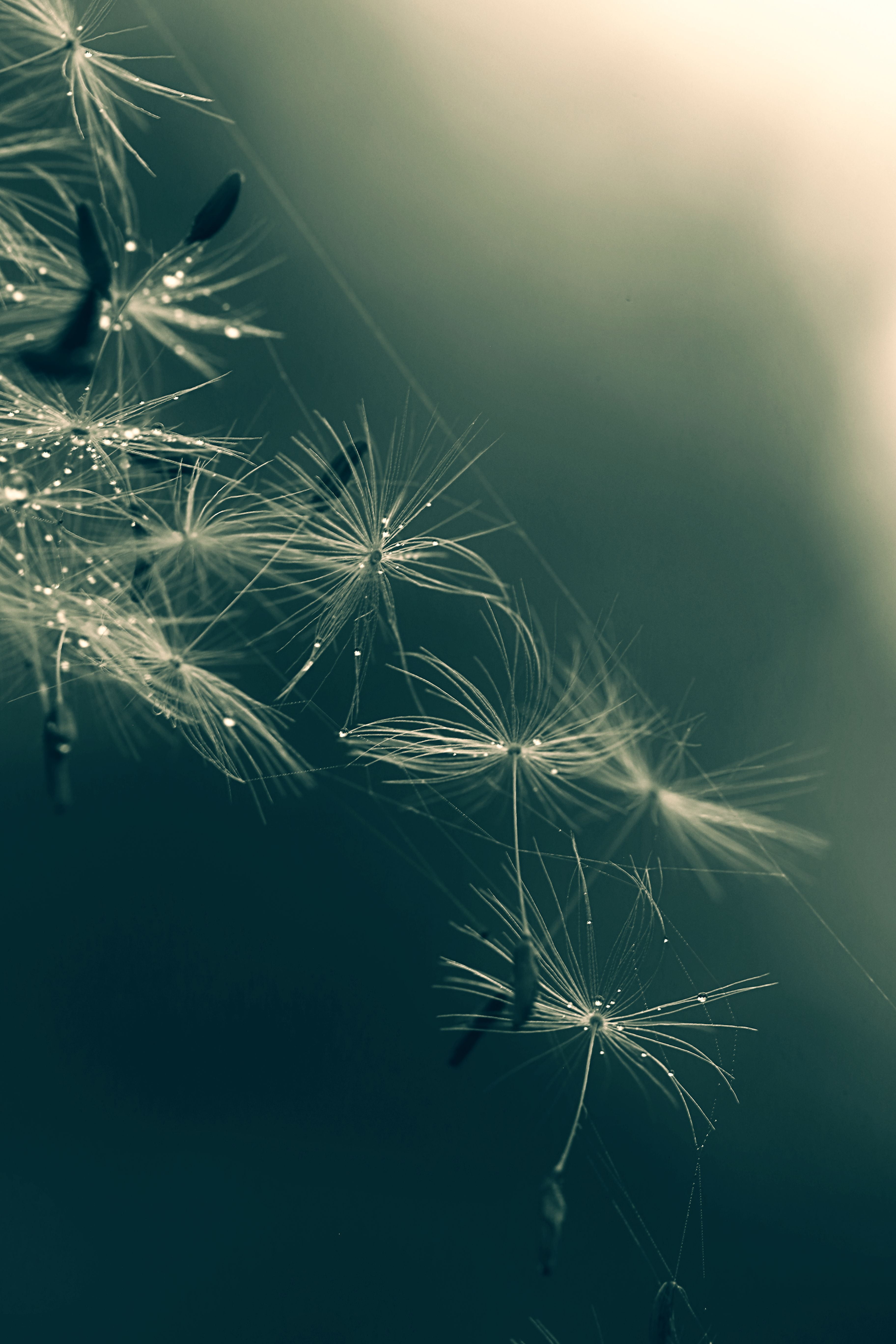 FALLING, NATURE, SEED, macro, focus, DANDELION, macro shot, shot, SCOTLAND, photo, CASCADE, ANYTHING GOES, 5K, shallow, shallow focus, close-up, CANON, Phone HD Wallpaper
