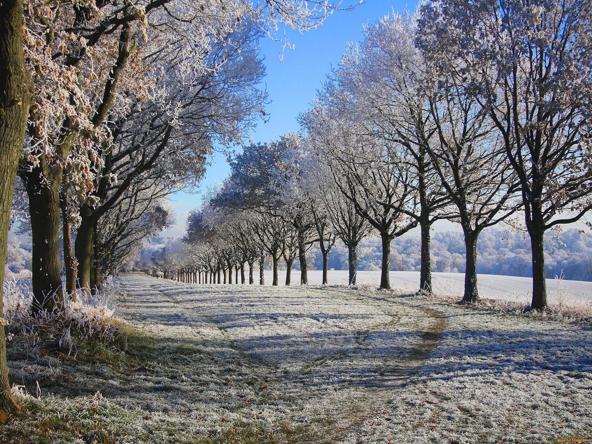 winter, row of trees, trees, goes, 3d and abstract, 1080P, autumn, road, HD Wallpaper