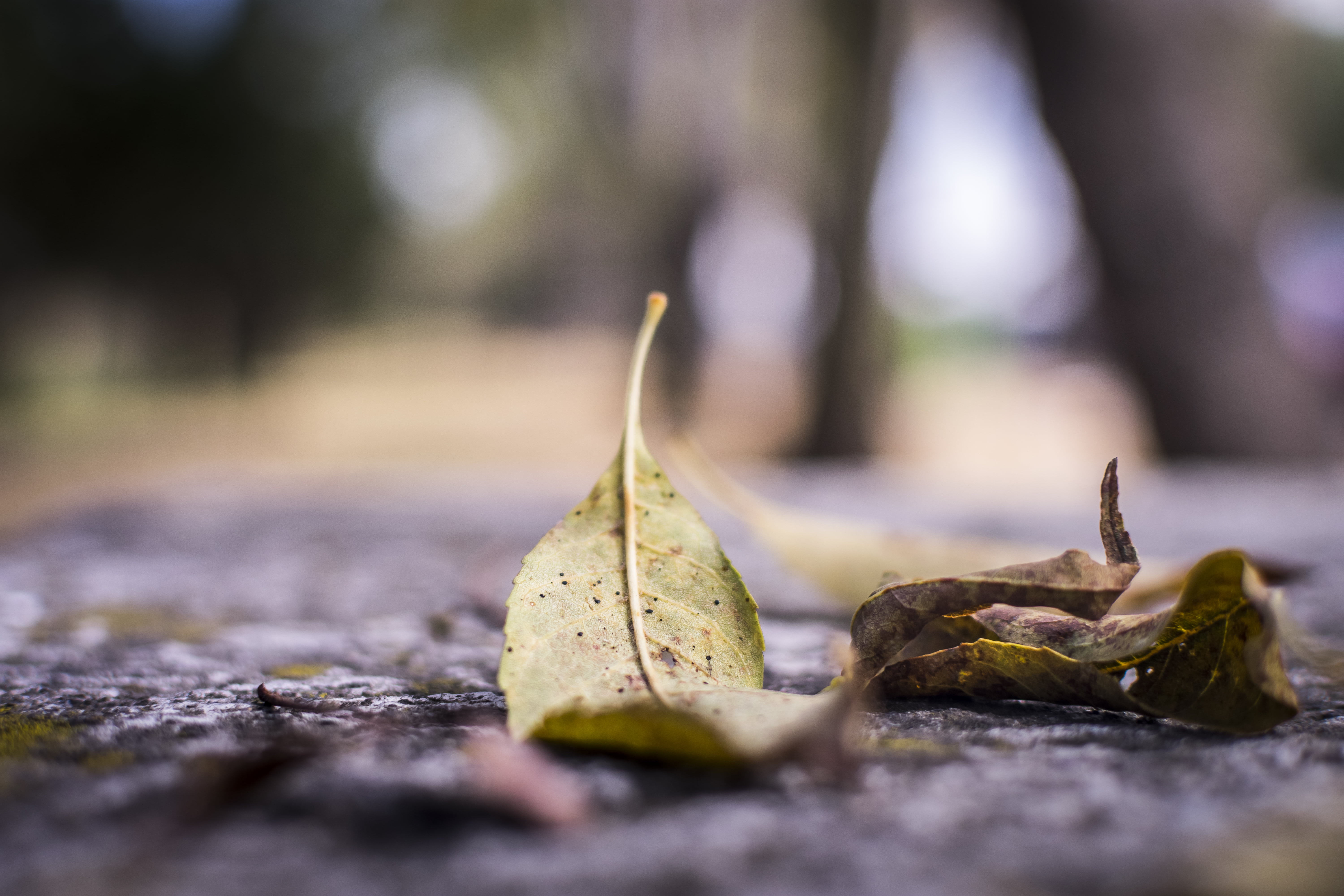 photography, nikon  d3400, DF, close, AS TIME GOES BY, close up photography, reflect, flower, universum, close-up, unam, reflection, green, season, 5K, HD Wallpaper