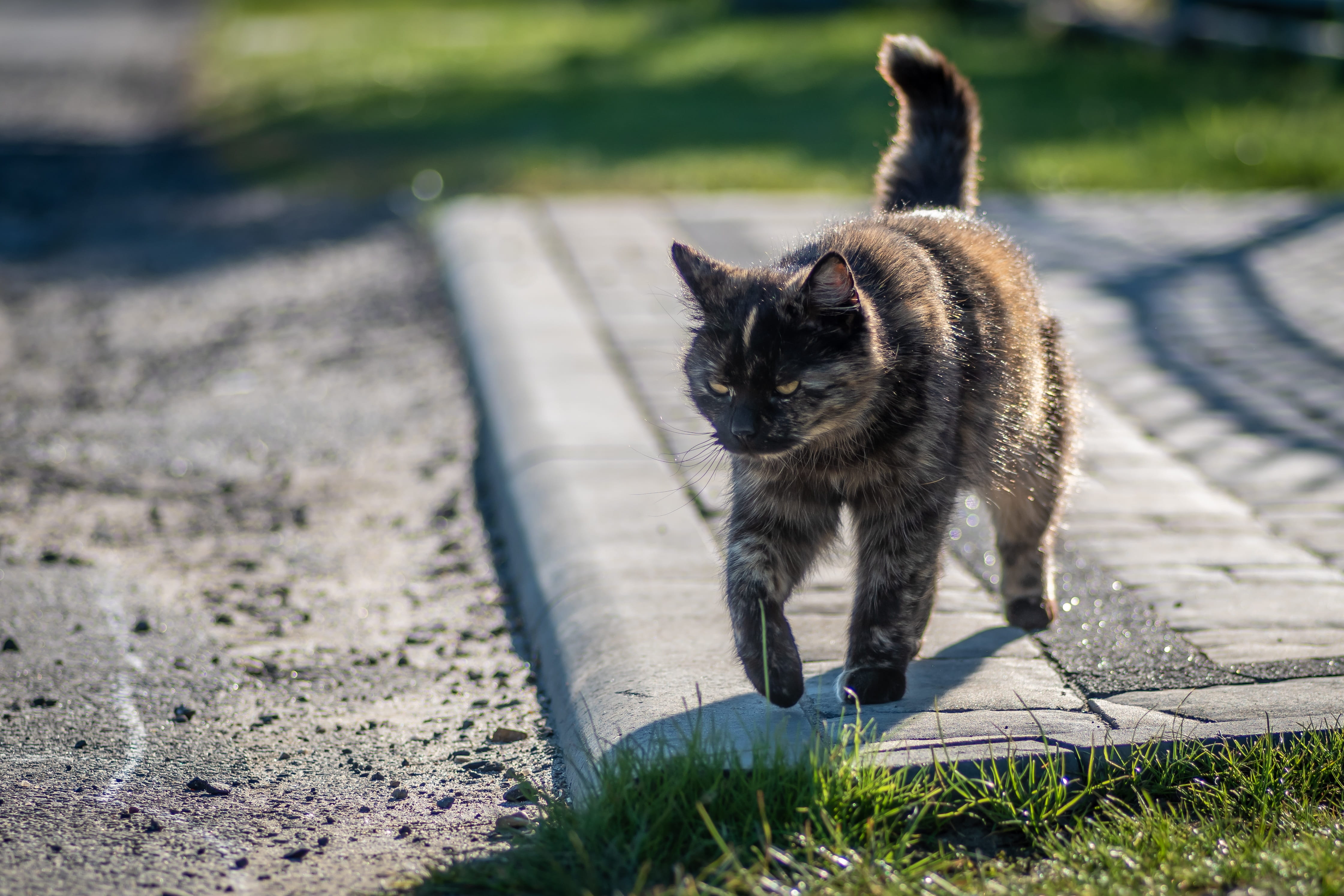 no people, animal, purr, a bored cat, nature, full length, focus on foreground, walking, whisker, vertebrate, domestic animals, domestic cat, goes, pets, HD Wallpaper