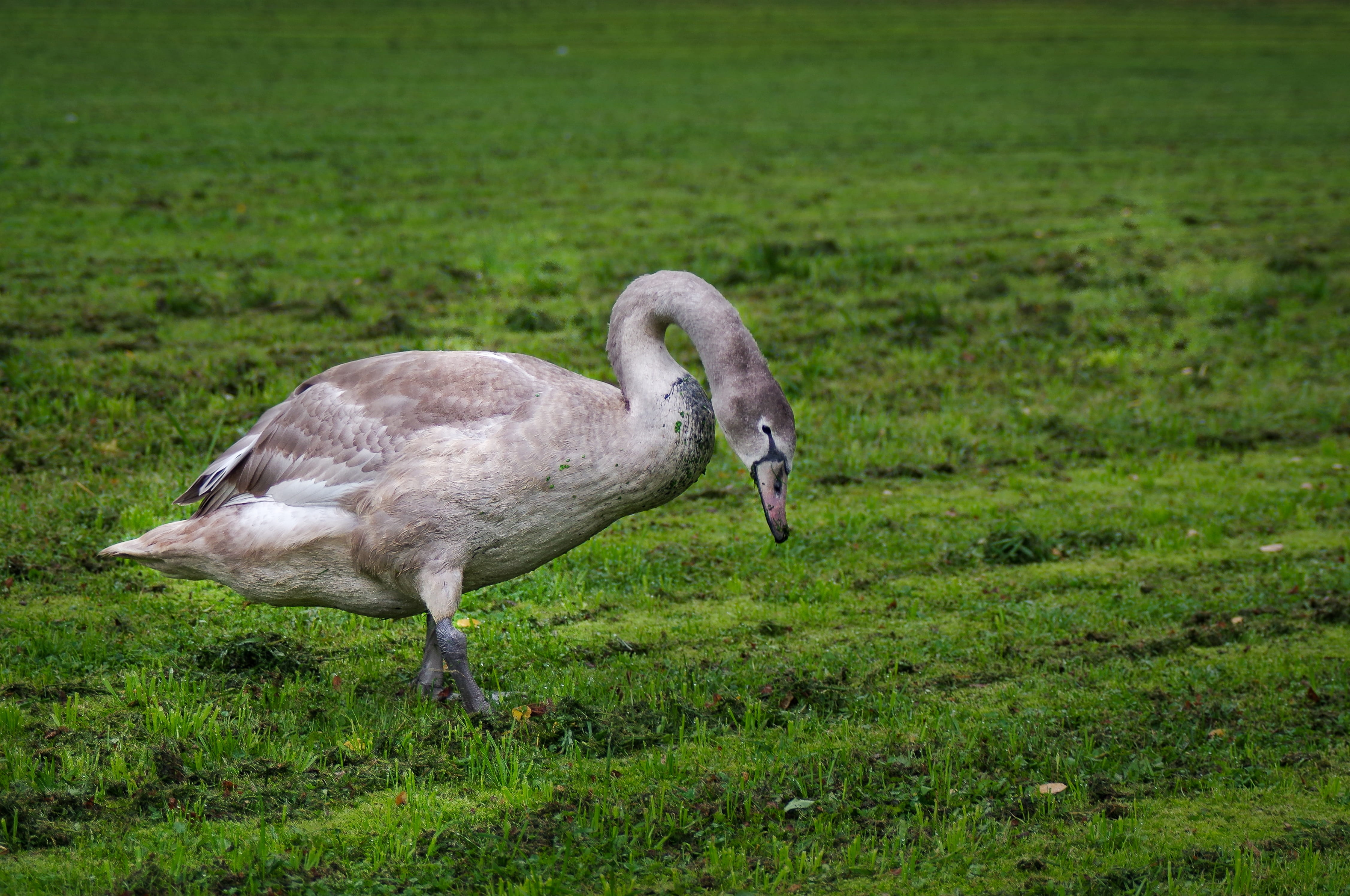 field, full length, plant, the neck is curved, animal wildlife, water bird, nature, goes, meadow, animal neck, mute swan, side view, no people, grass, gray, HD Wallpaper