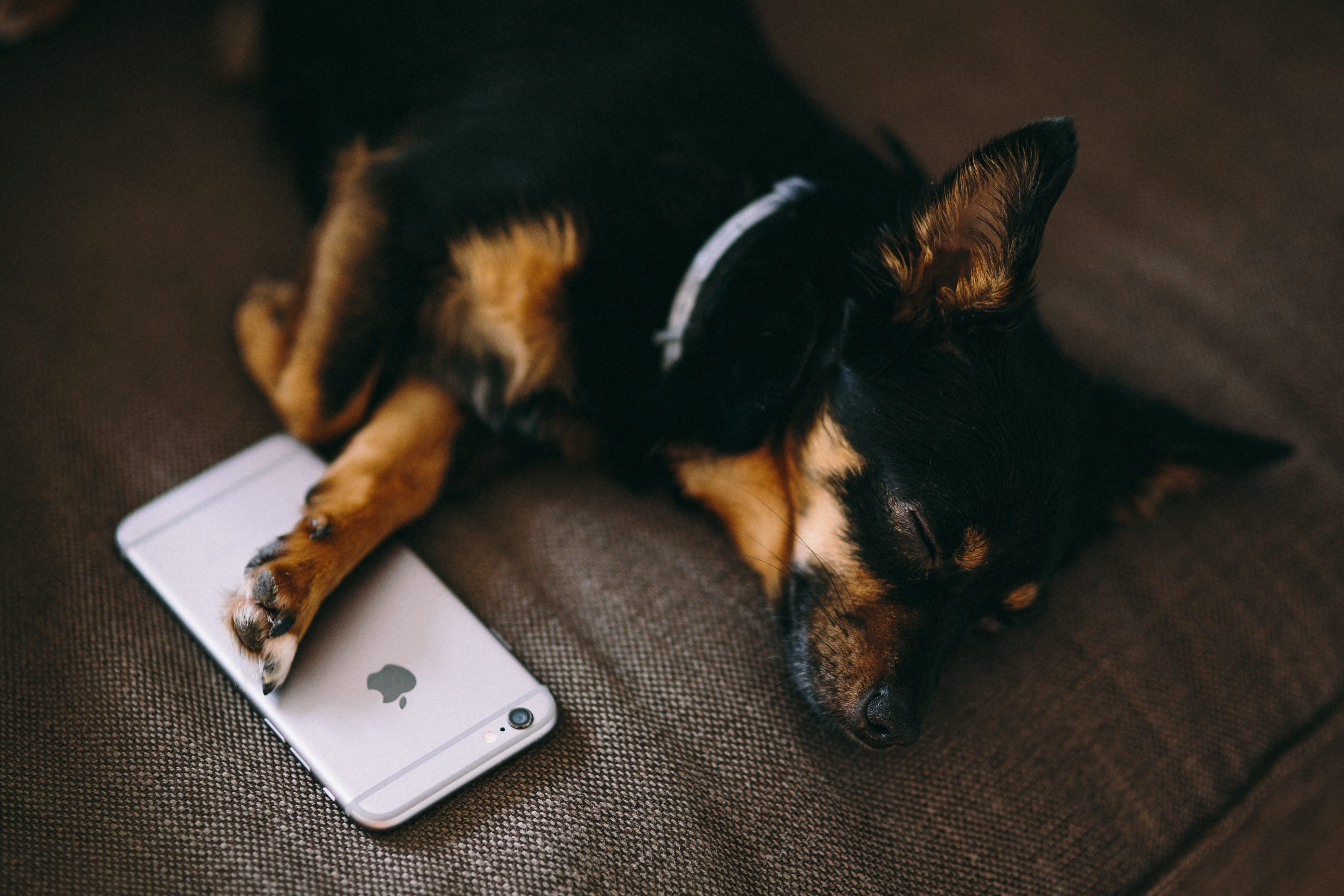 focus on foreground, relaxation, canine, communication, one animal, small, lying Down, wireless technology, mobile phone, domestic Animals, sleeping with, HD Wallpaper
