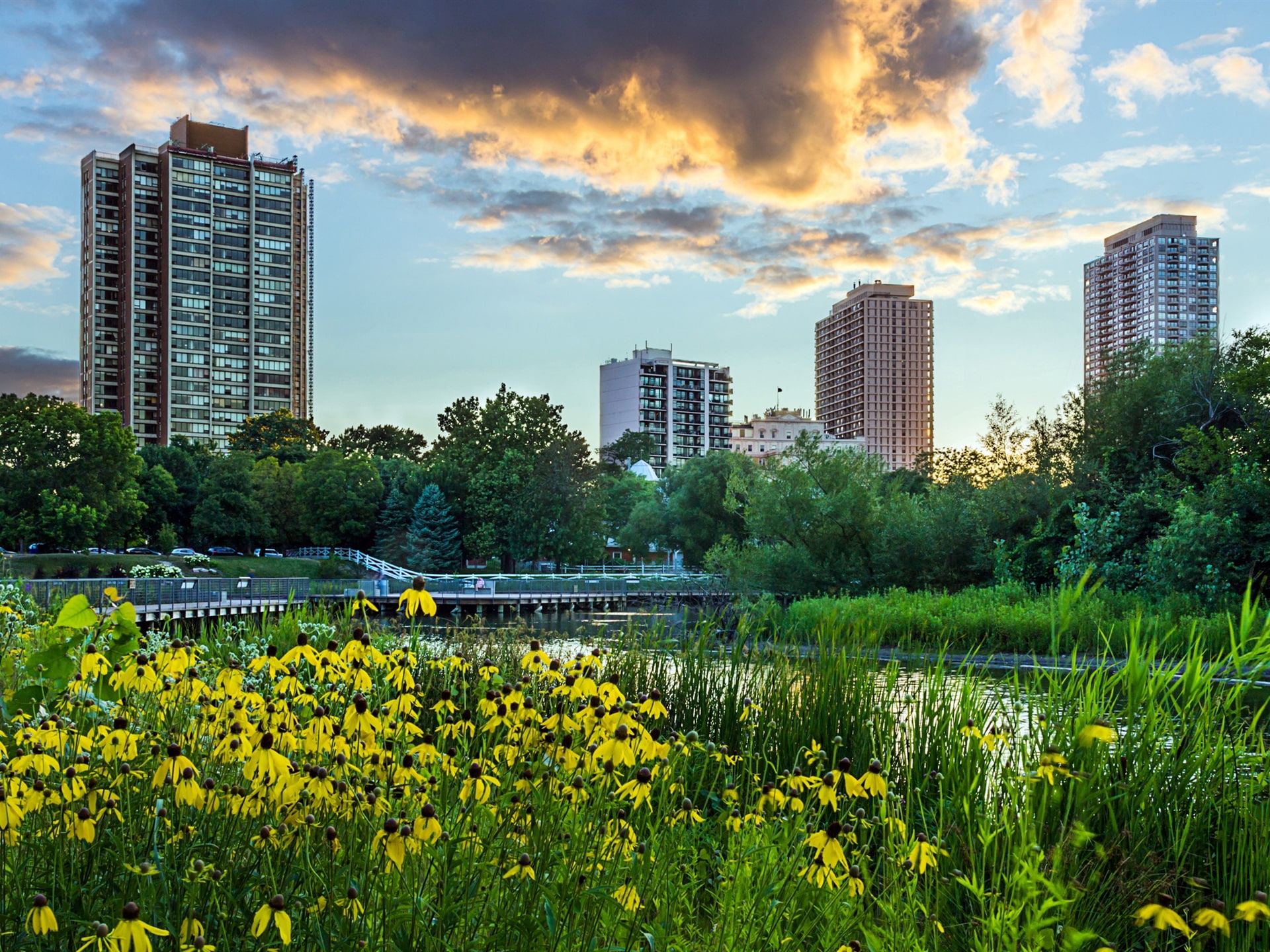 1080P, Lincoln, Illinois, Park, Flowers, City, Skyscrapers, Chicago, USA, Trees, HD Wallpaper