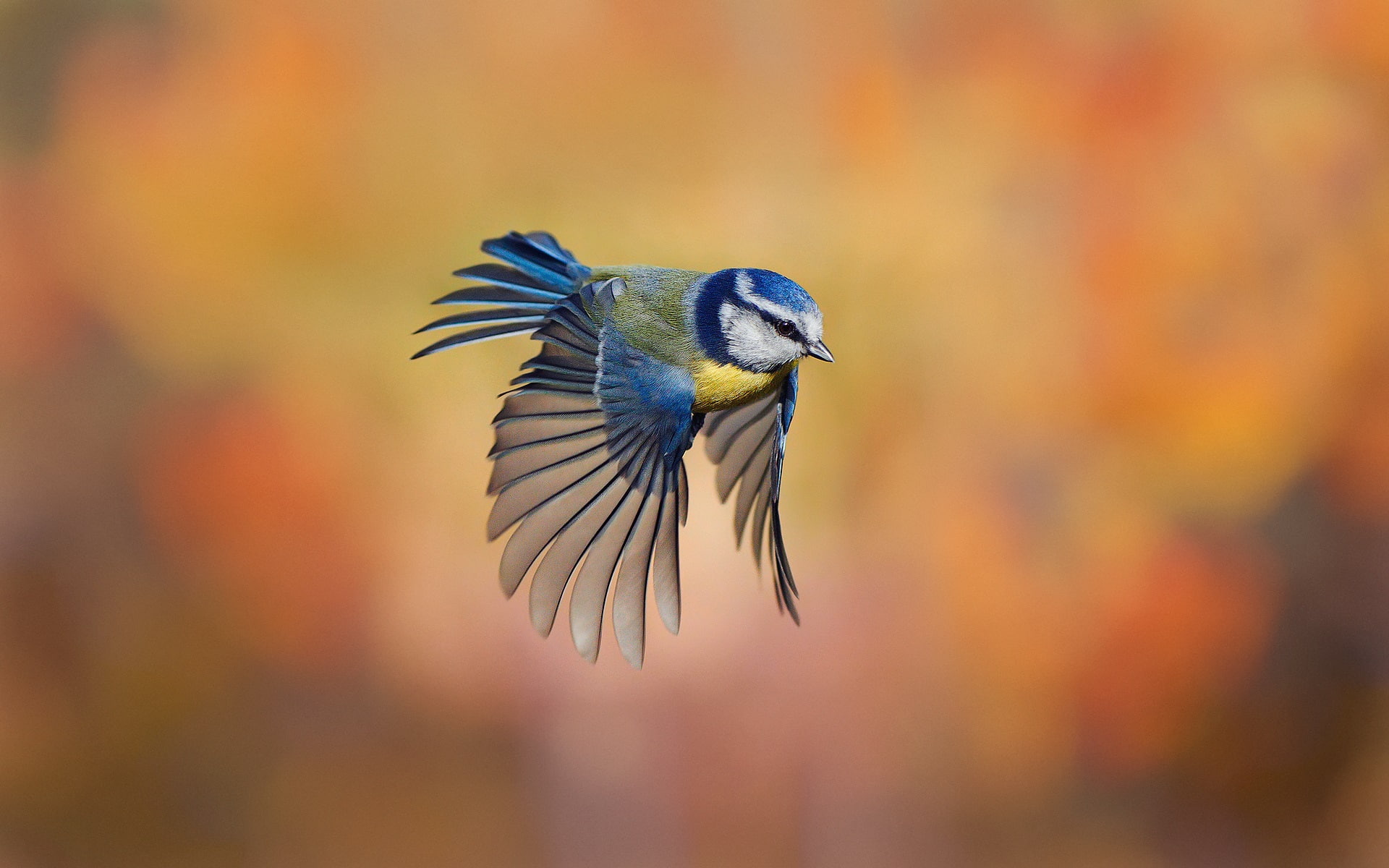 1080P, Bird, Flying, close, Background, Blur, Chickadee, HD Wallpaper
