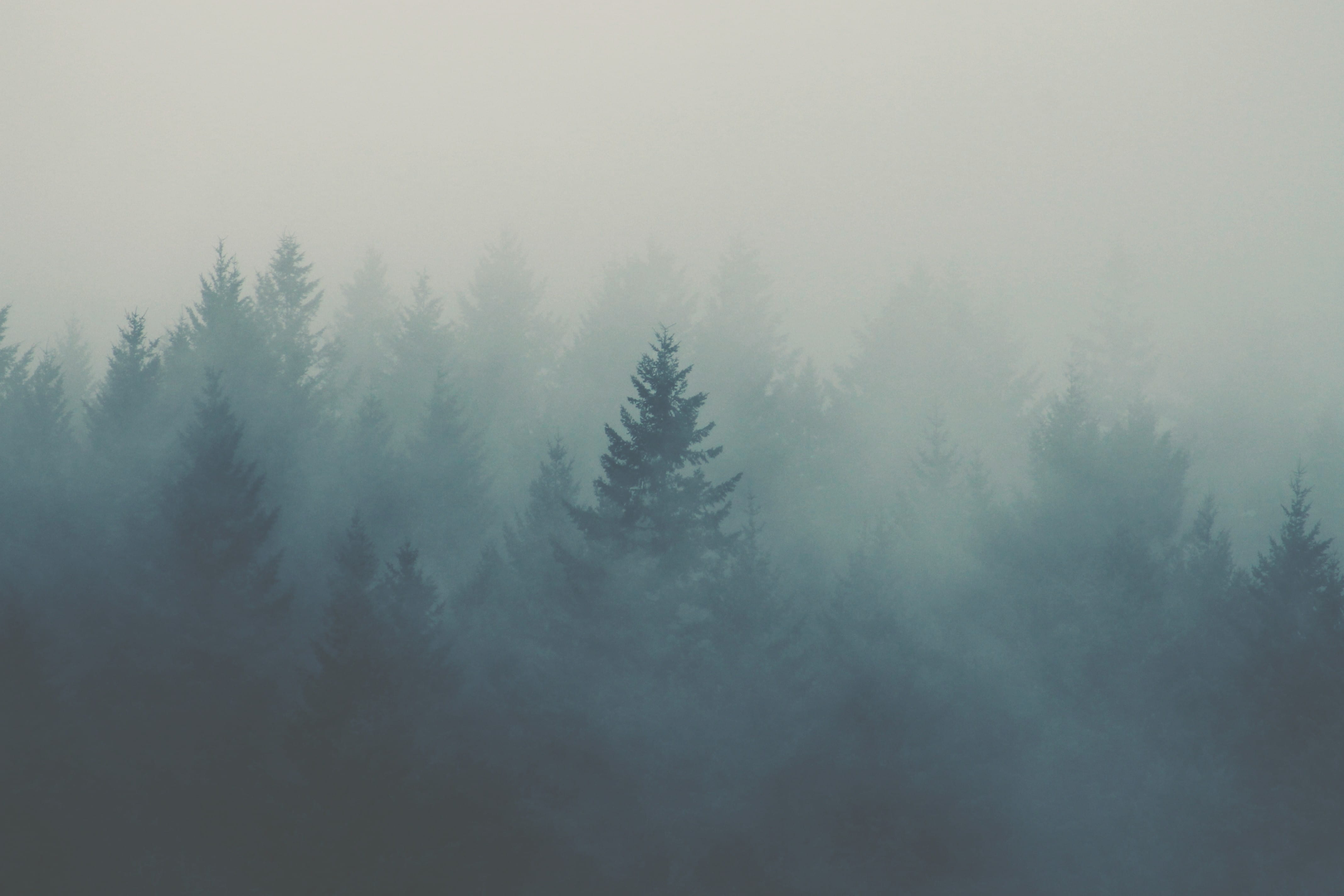 cloudy, evergreen, growth, mist, gloomy, beauty in nature, no people, dark, green, forest, texture, pine tree, day, oregon, tranquil scene, outdoors, mystical, HD Wallpaper