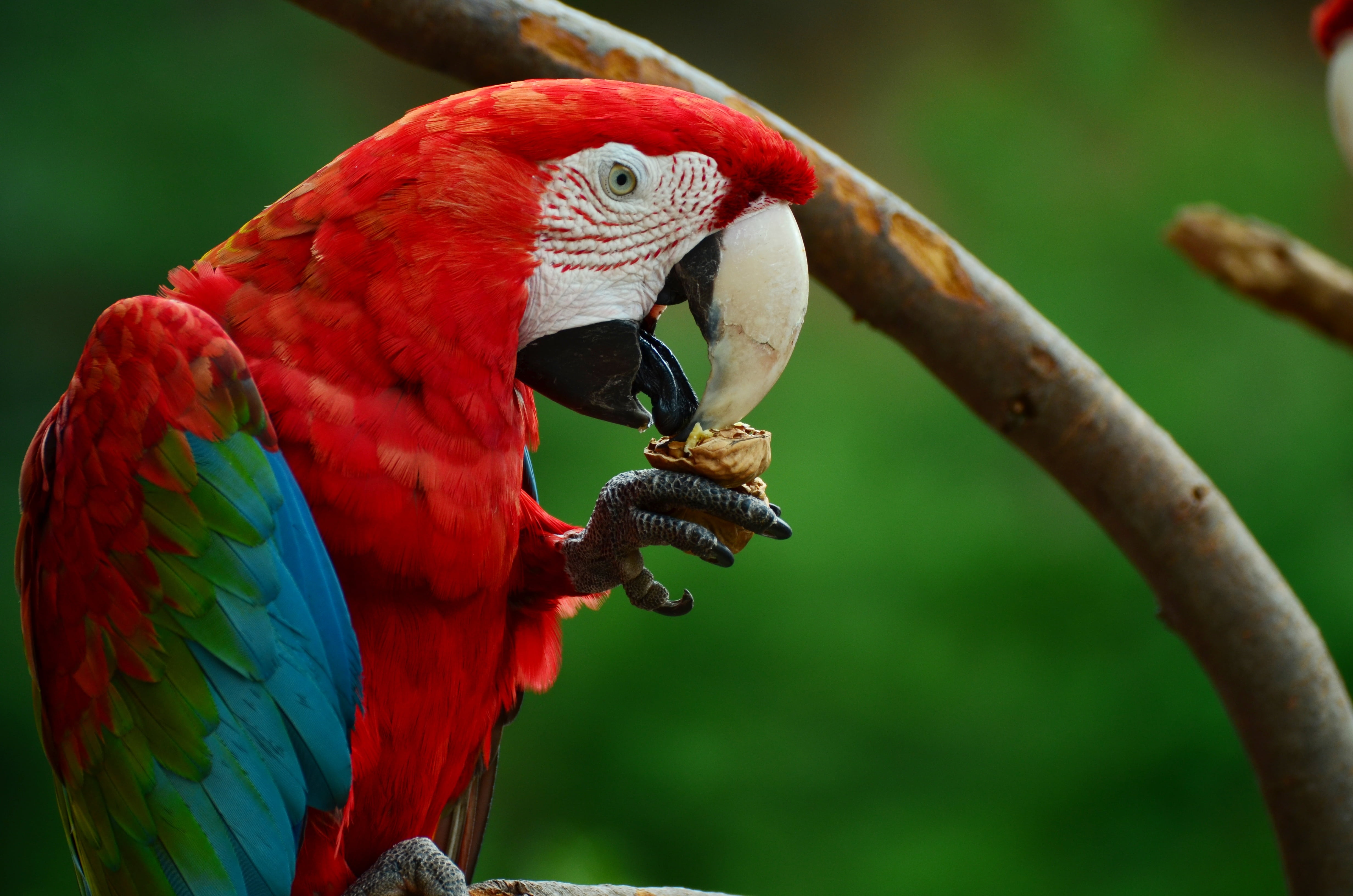 animal wildlife, animal, pets, group of animals, ara, bird, close-up, animal themes, animal portrait, nature, parrot, beak, view, feather, scarlet macaw, HD Wallpaper