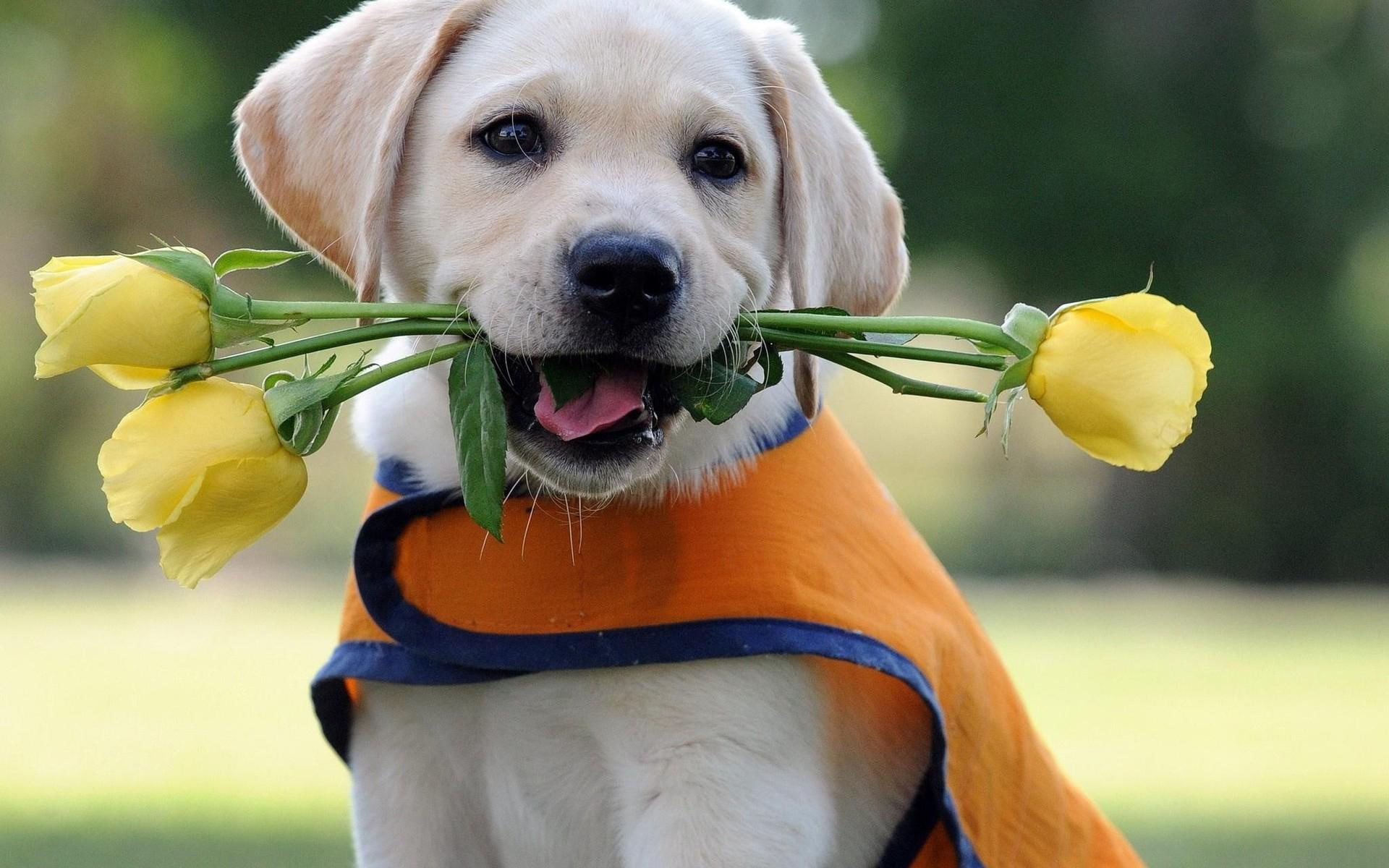 animals, yellow, flowers, 1080P, pup, heartbreaker, HD Wallpaper