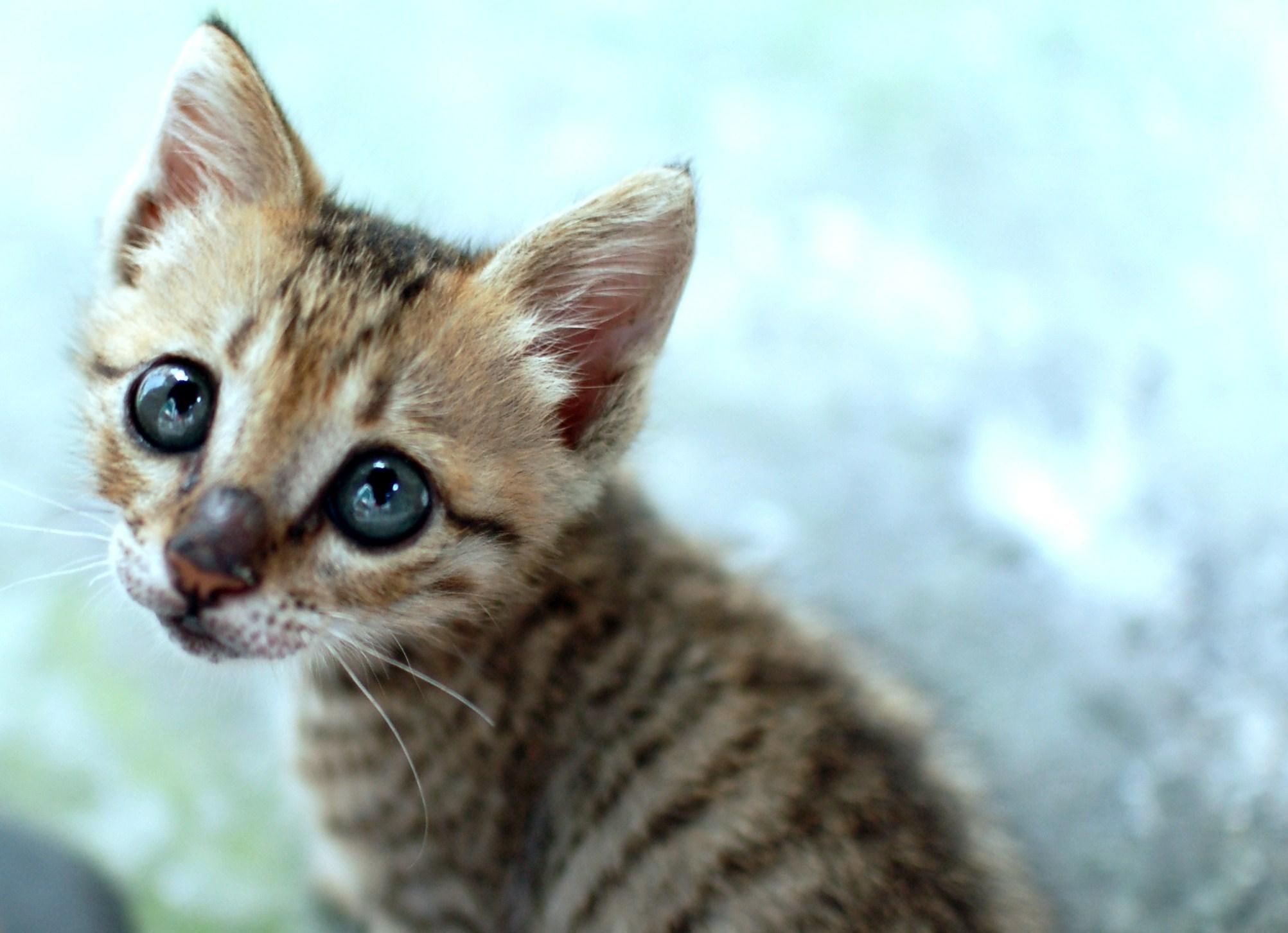 heartbreaking, eyes, cute, animals, 1080P, stripes, HD Wallpaper