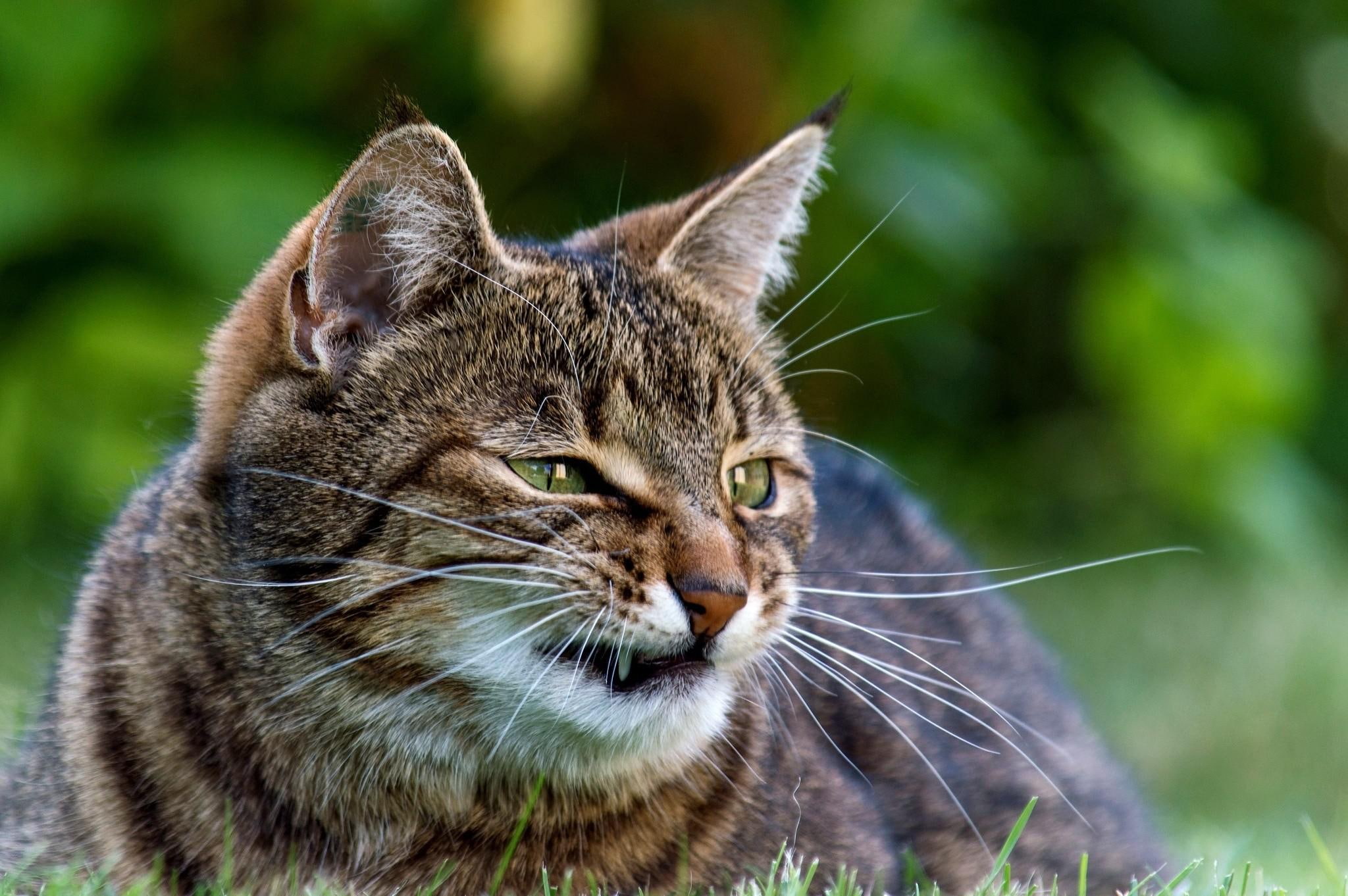 grass, cat, unhappy, 1080P, face, striped, HD Wallpaper