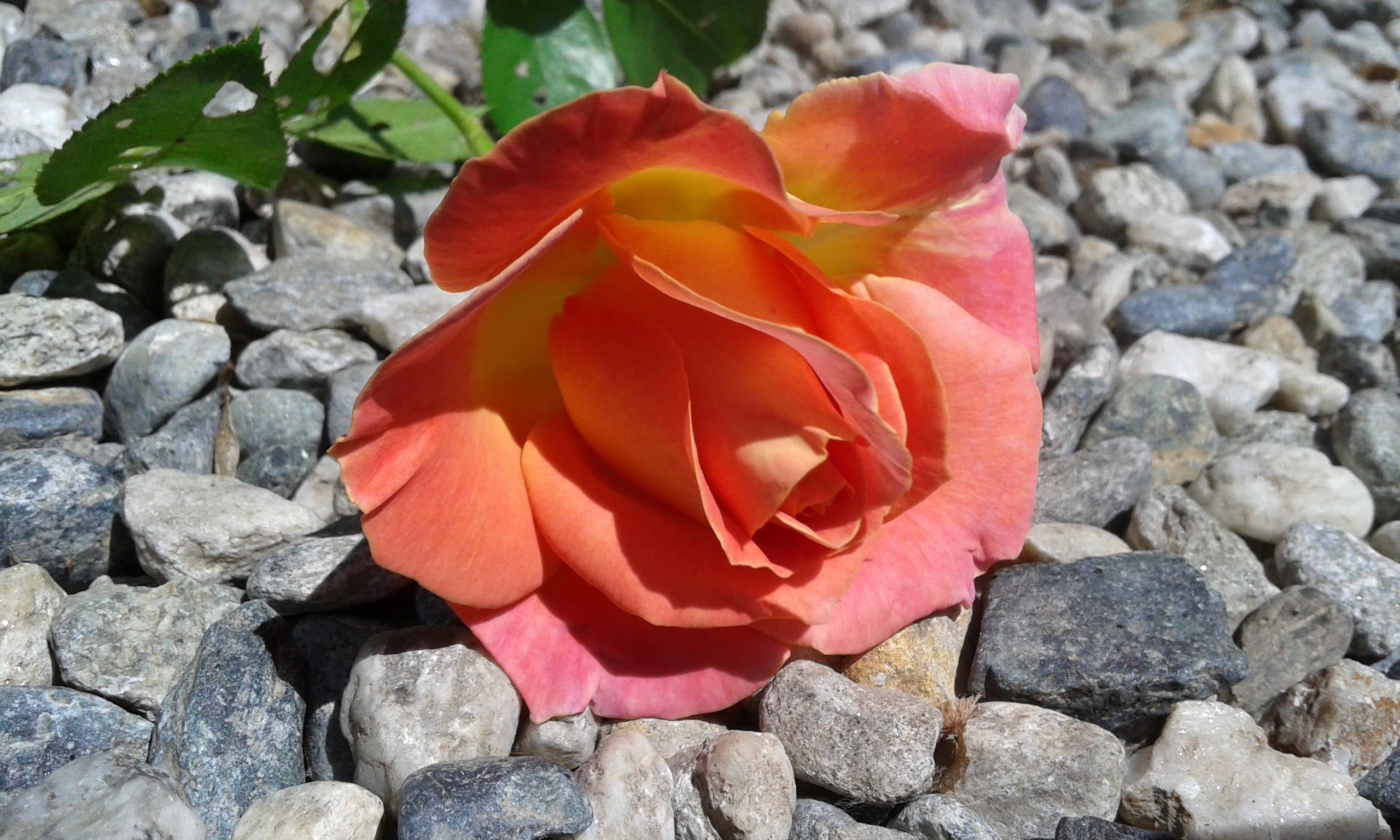 growth, variegated, flowering plant, rejection, beauty in nature, spring, outdoors, vulnerability, close-up, petal, summer, day, rosa, flower, 2K, freshness, HD Wallpaper