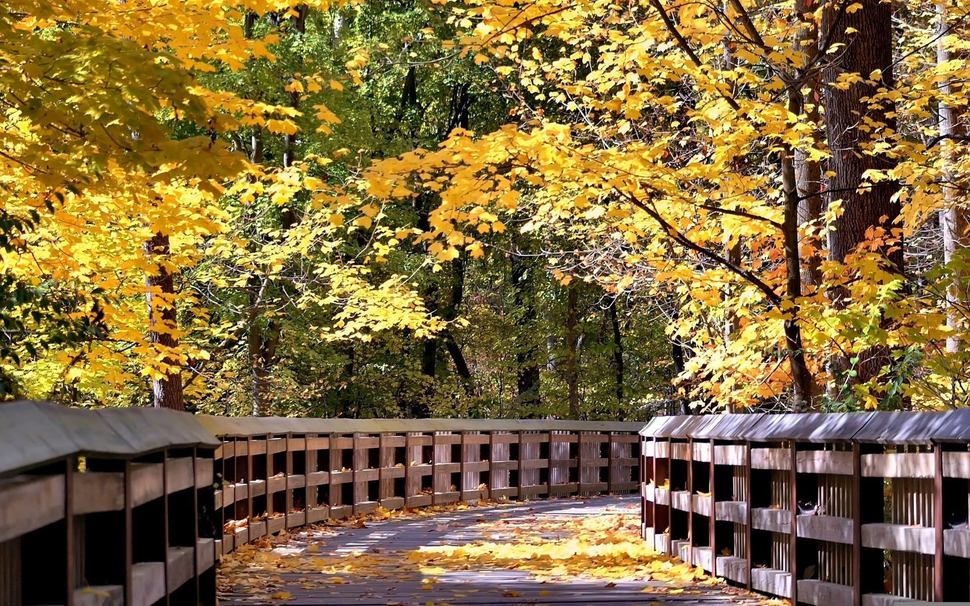 plant, leaf, day, leafed, leaves, outdoors, no people, yellow, built structure, tree, wood - material, connection, nature, land, trees, growth, autumn collection, HD Wallpaper