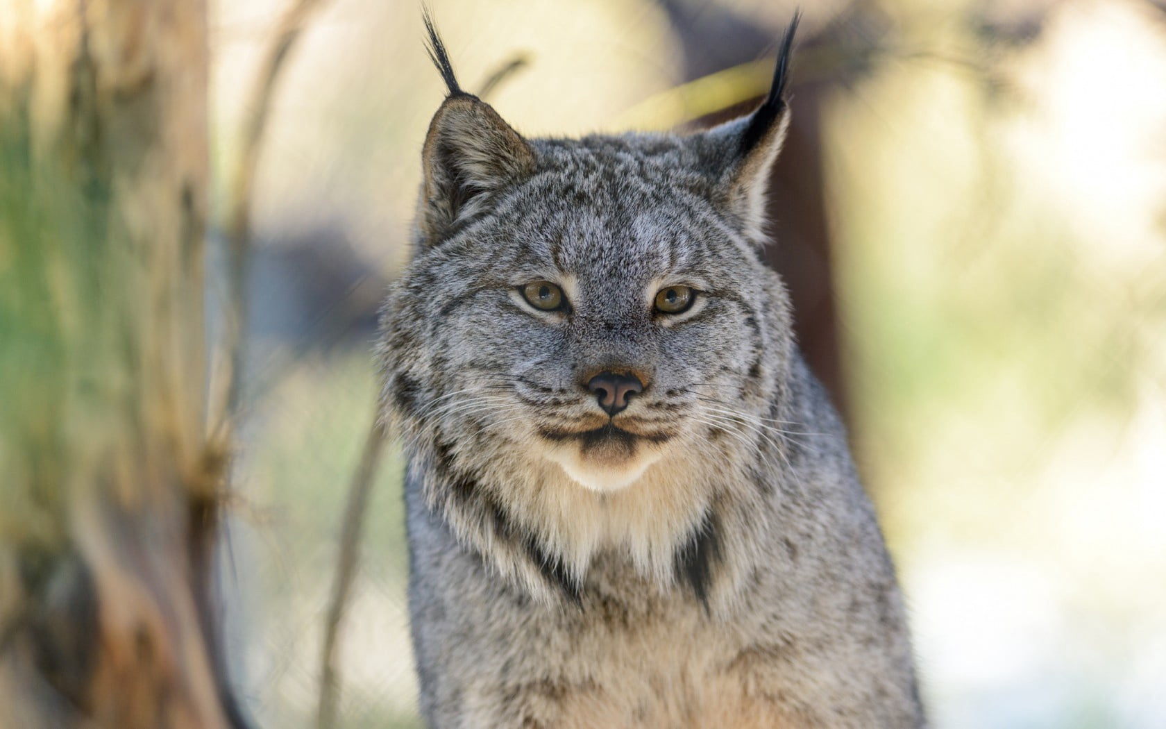 looking, gray, no people, outdoors, close-up, domestic animals, pets, fur, cat, lynx, front view, undomesticated Cat, wolf, animals Hunting, norway, scandinavian, HD Wallpaper