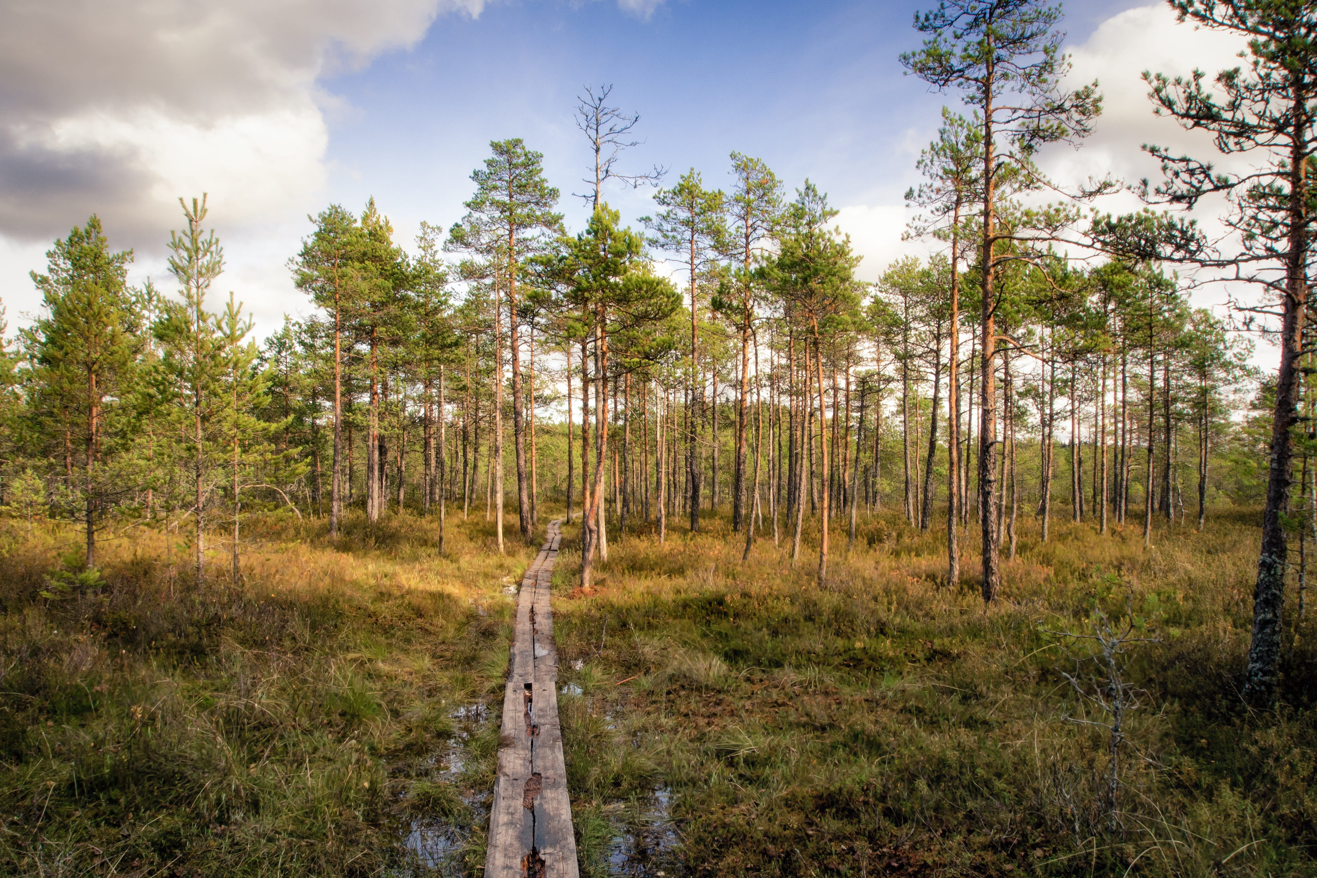 woods, leaves, pine tree, travel, remote, wilderness, scene, tree, sunny, pine woodland, bright, grass, day, foliage, walkway, scenics - nature, forest, HD Wallpaper