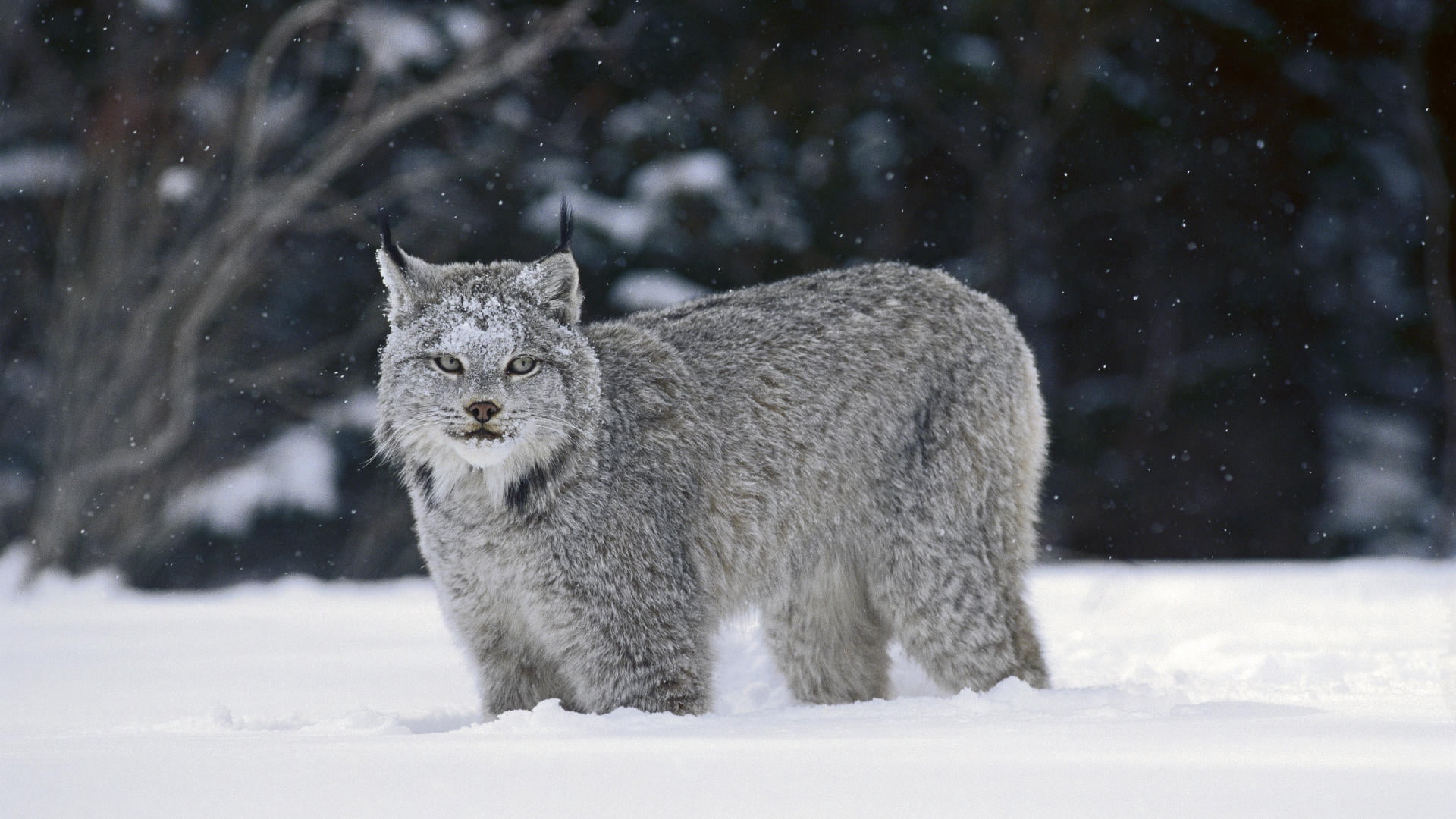 white color, wildlife, mammal, winter, animal, cat, domestic, bob, forest, extreme weather, fur, white, norway, snow, pets, scandinavian Culture, nordic Countries, HD Wallpaper