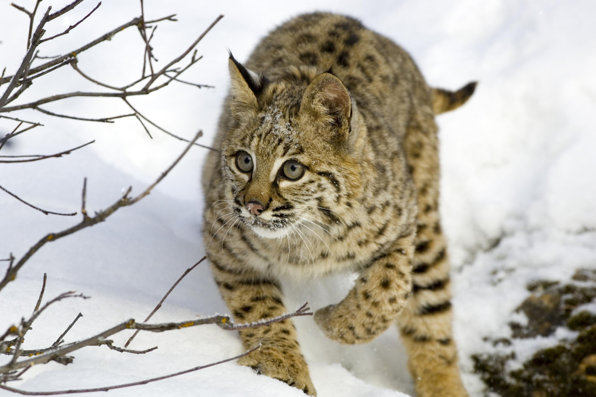 trees, one Animal, bobcat, white, branches, care, snow, looking, land, wildcat - Animal, hiding, animals Hunting, 1080P, carnivore, forest, scandinavian Culture, HD Wallpaper