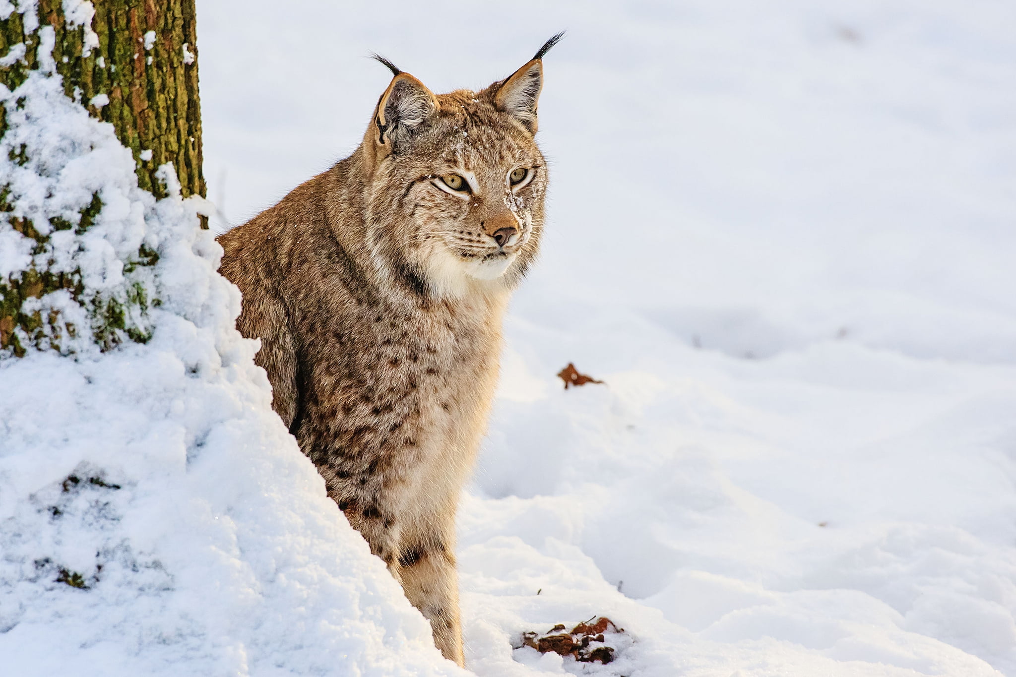pets, field, scandinavian Culture, feline, 1080P, adult, scandinavian, mammal, wildlife, scandinavia, norway, vertebrate, bobcat, lynx, no People, wildcat - Animal, HD Wallpaper