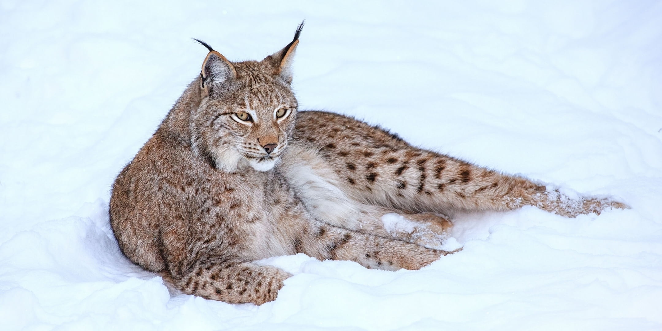 animals In The Wild, nature, brown, wildlife, looking, whisker, lying down, resting, scandinavian, lie, frost, pets, two animals, domestic cat, cold temperature, HD Wallpaper