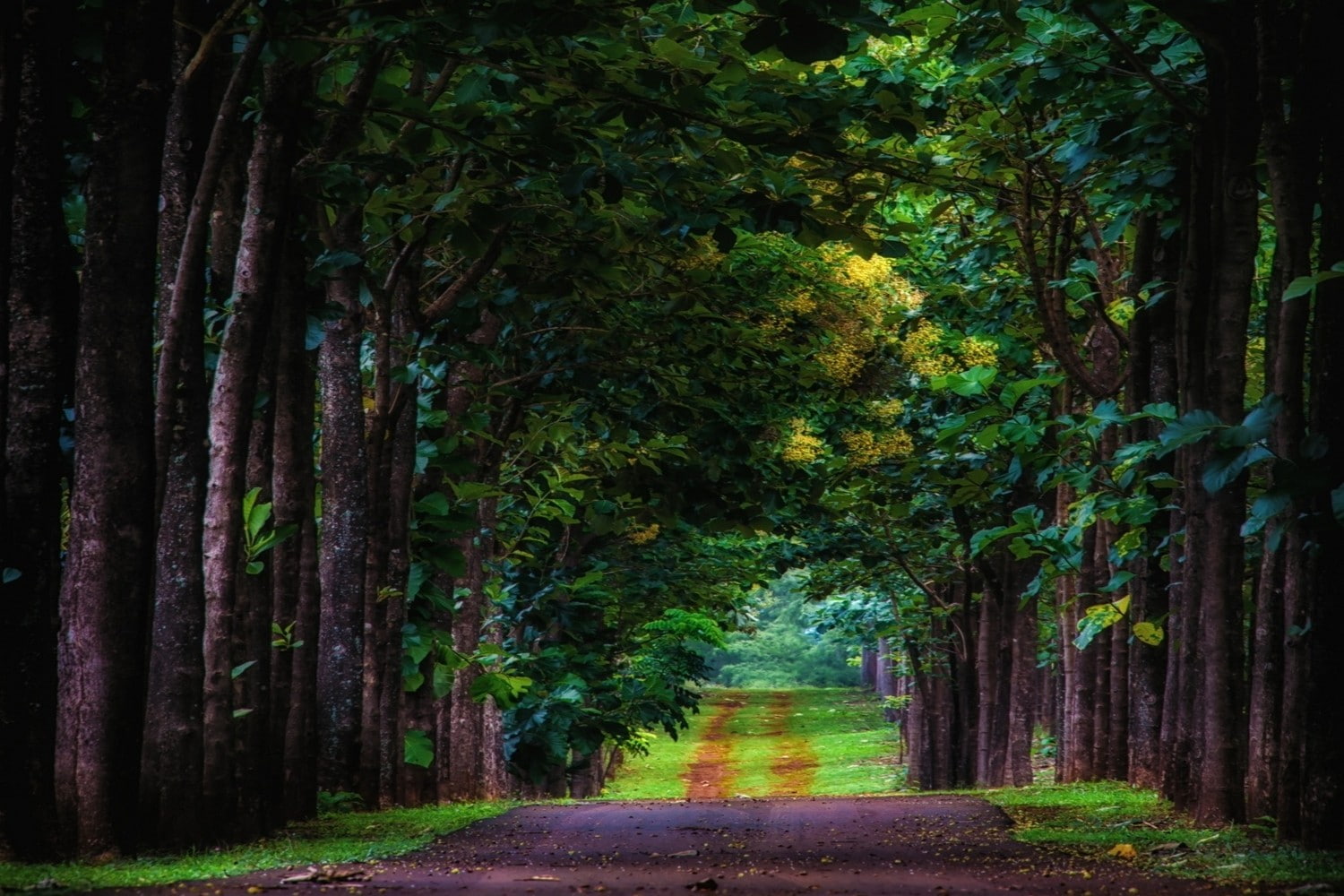 grass, tunnel, 720P, kauai, road, trees, landscape, nature, leaves, green, HD Wallpaper
