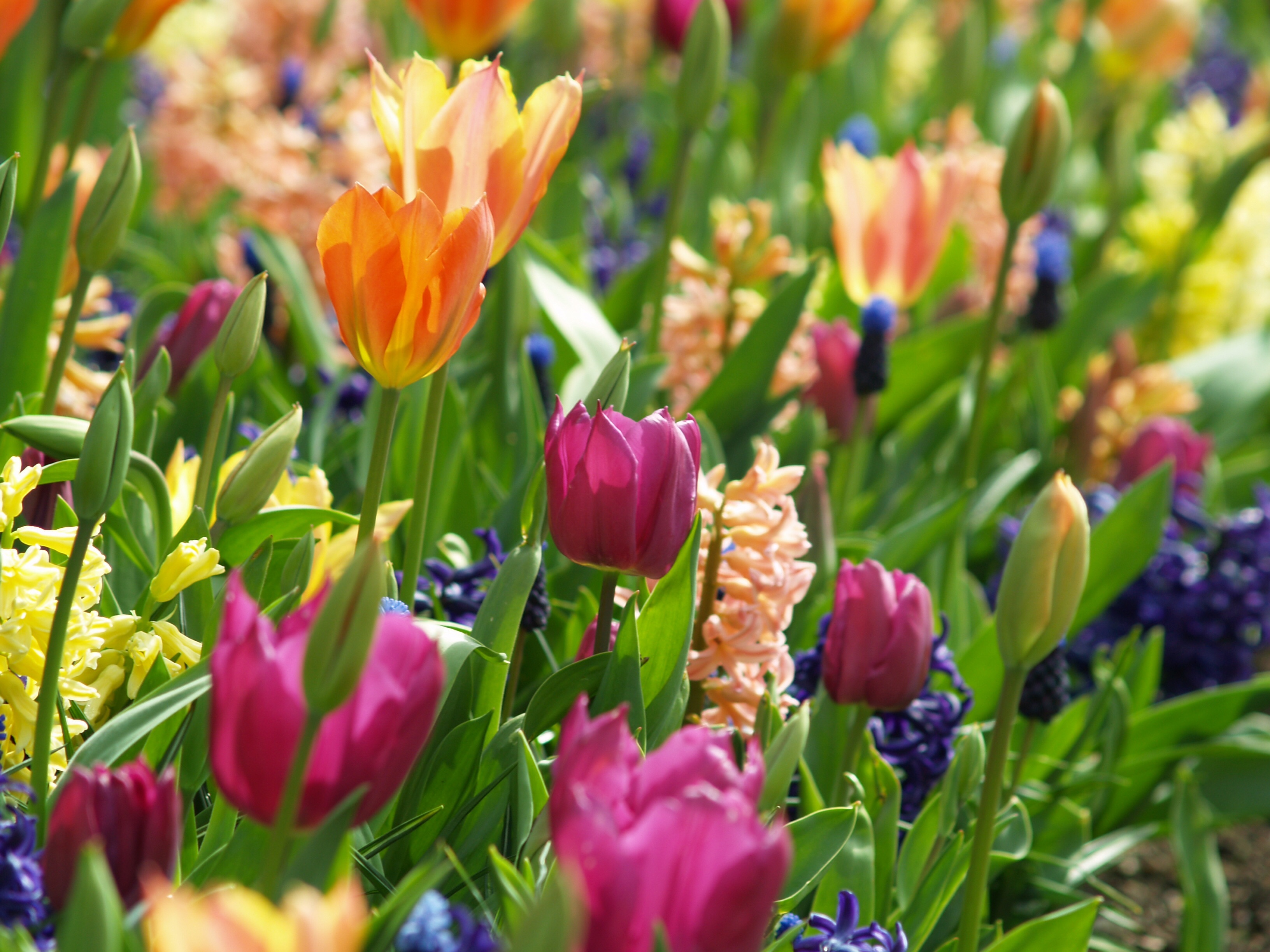 nature, plant, multi Colored, flowers, freshness, bloom, flowering plant, growth, inflorescence, selective focus, assorted, vulnerability, tulip, color, HD Wallpaper