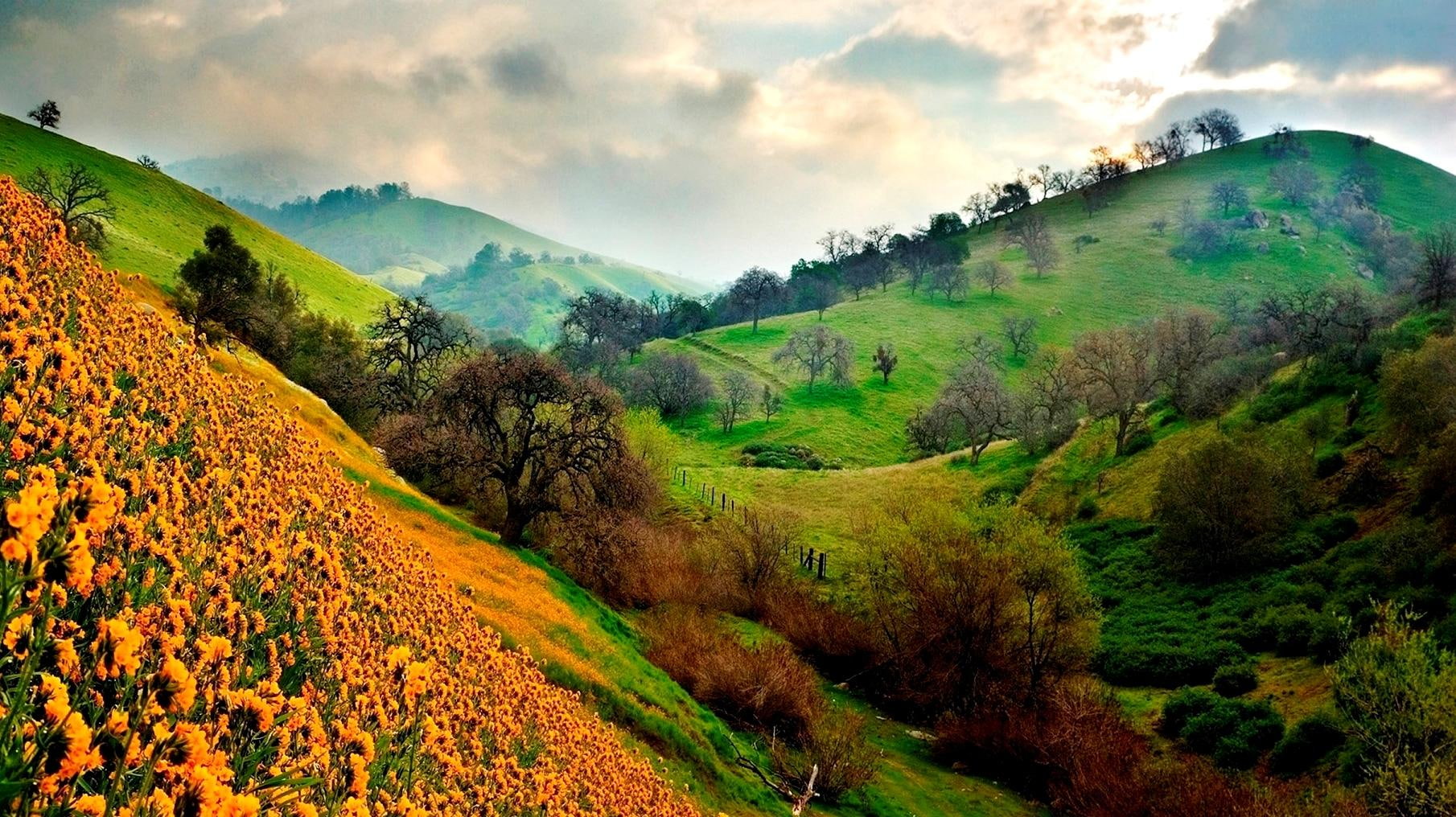 grass, clouds, mountain, 720P, mountains, tree, flower, landscape, covered, nature, HD Wallpaper