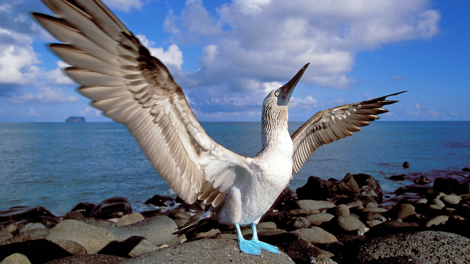 animal themes, water, blue, flapping, nature, 1080P, rock, one animal, sea, Boobies, footed, spread wings, rock - object, solid, animals in the wild, Ecuador, HD Wallpaper