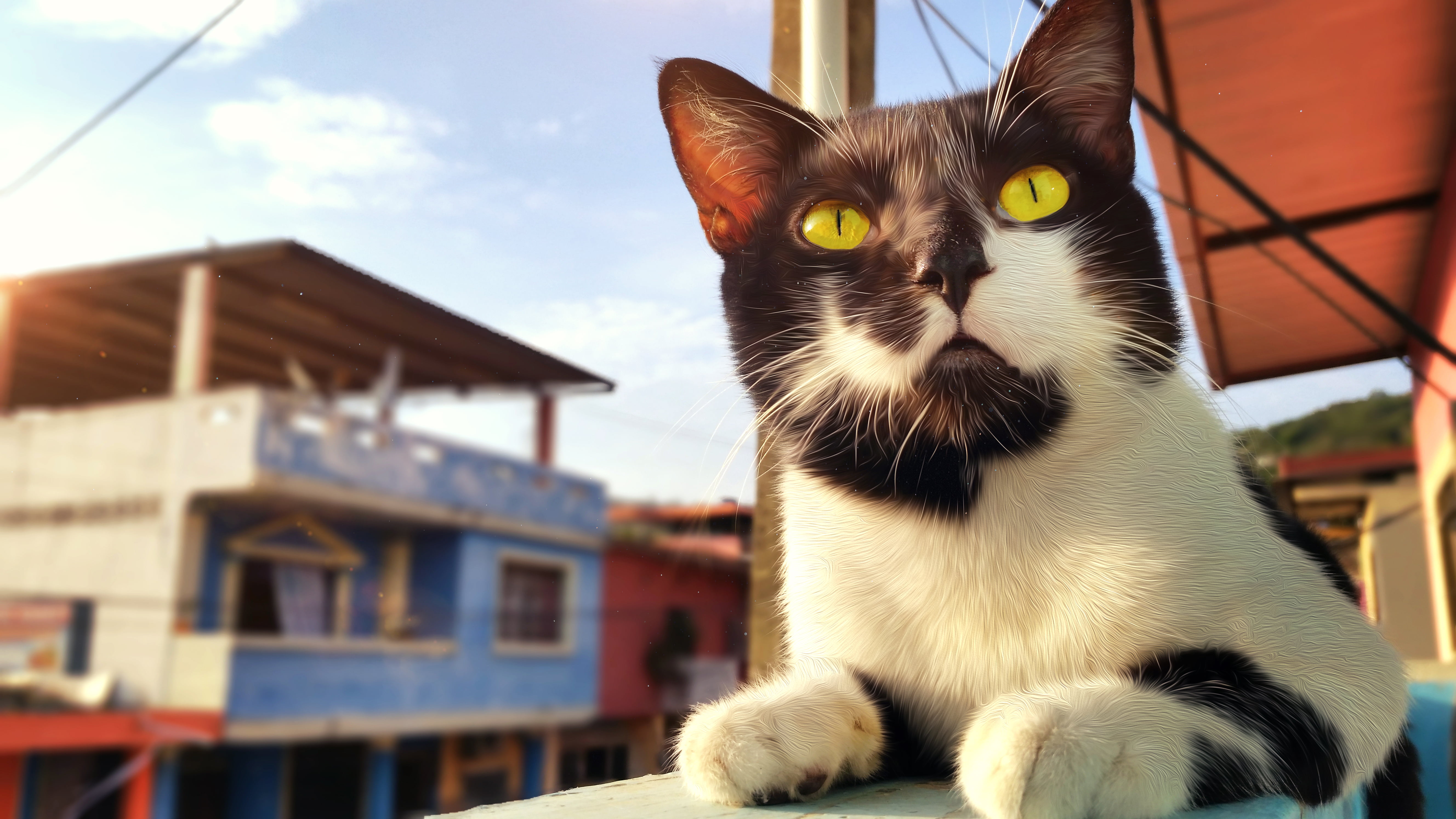 domestic animals, domestic, animal themes, cat, building, domestic cat, mammal, building exterior, feline, animal eye, sky, architecture, Ecuador, no people, HD Wallpaper