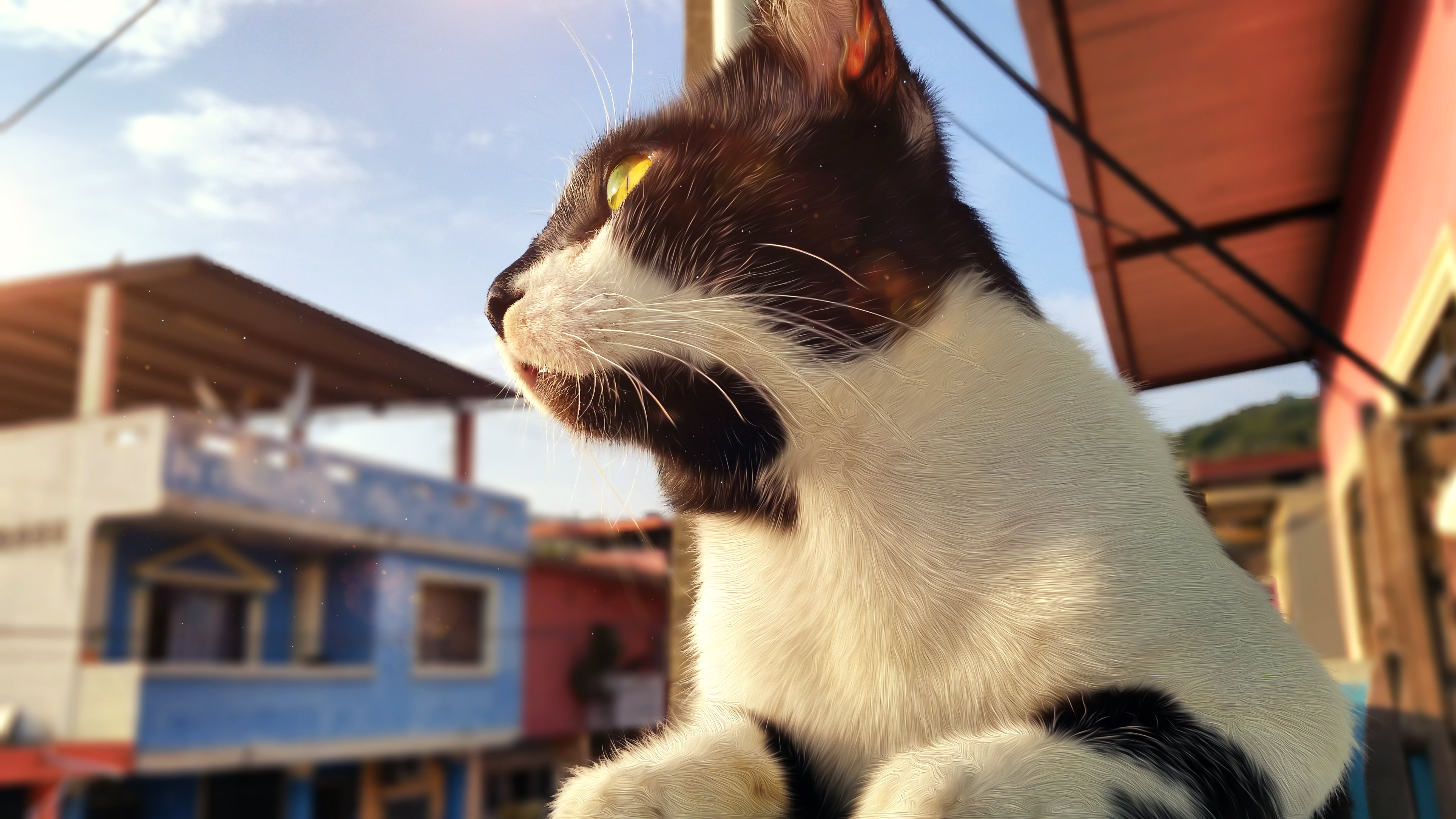 close-up, mammal, domestic, cat, pets, 5K, day, animal themes, house, looking, whisker, building exterior, Ecuador, built structure, no people, vertebrate, HD Wallpaper